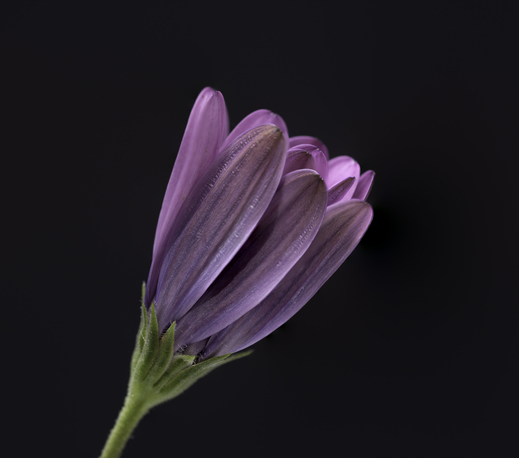 Sigma 150mm F2.8 EX DG OS Macro HSM sample photo. Flor en espera photography
