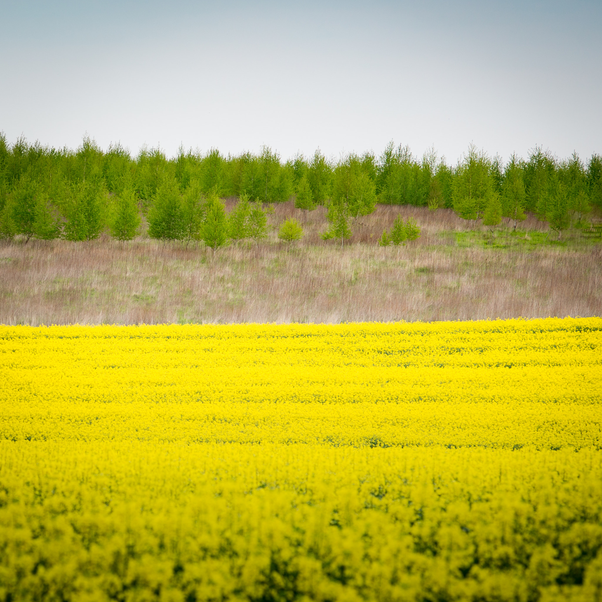 ZEISS Makro-Planar T* 100mm F2 sample photo. Fields of rape photography