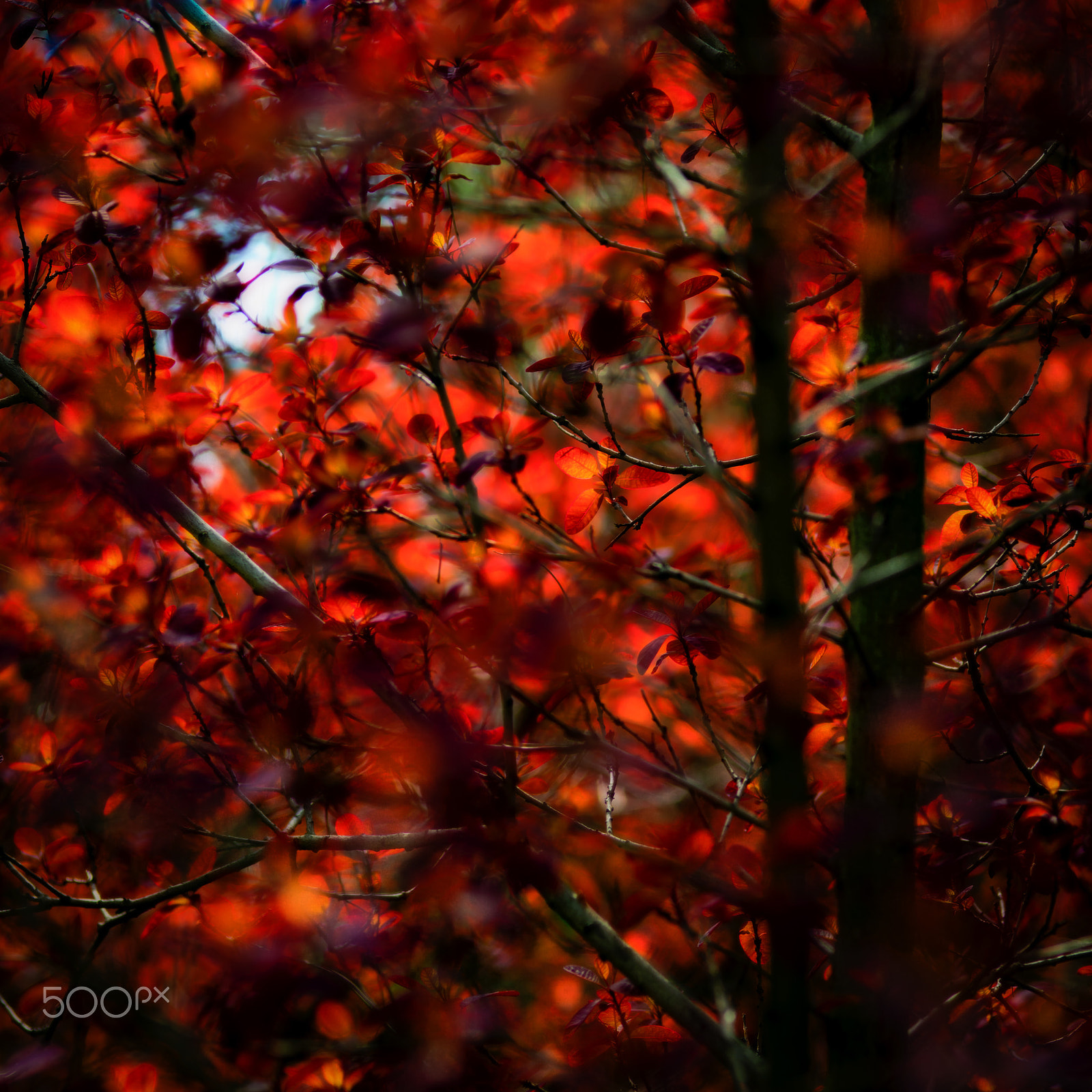 ZEISS Makro-Planar T* 100mm F2 sample photo. Moon and flames. photography