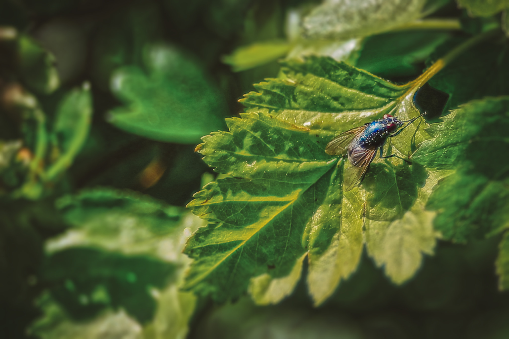Canon EF 35-70mm f/3.5-4.5 sample photo. Fly photography