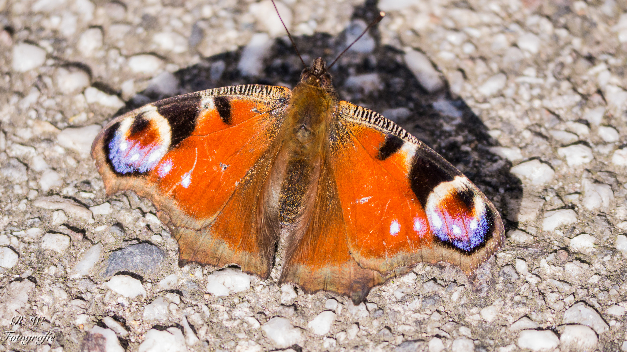 Panasonic Lumix DMC-GH3 sample photo. Schmetterling photography