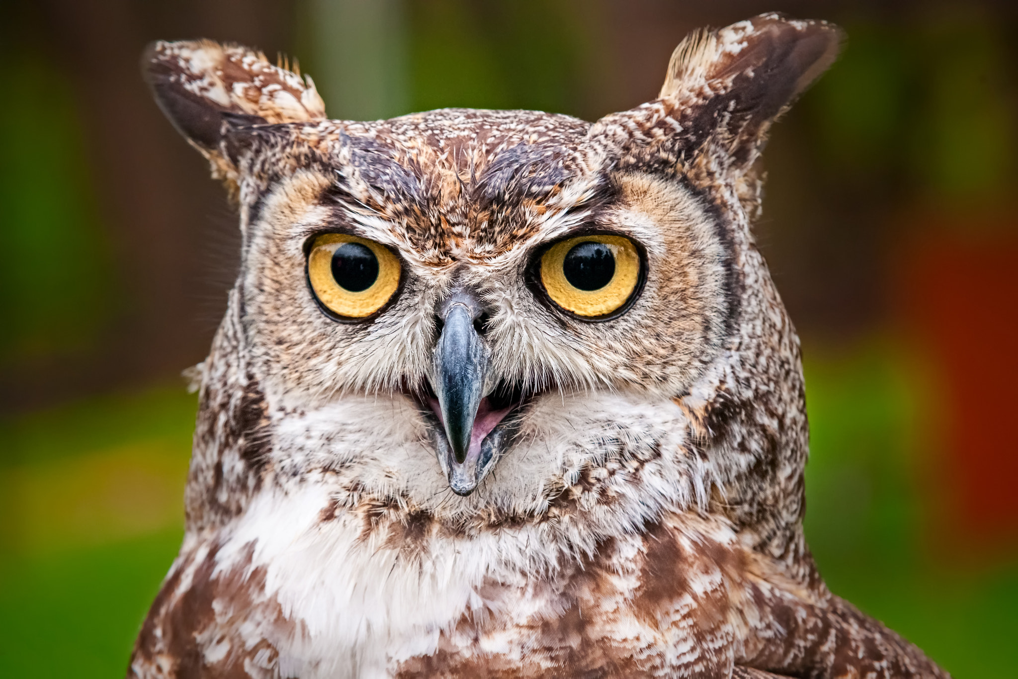 Sony Alpha DSLR-A700 + 70-200mm F2.8 sample photo. A great horned owl photography