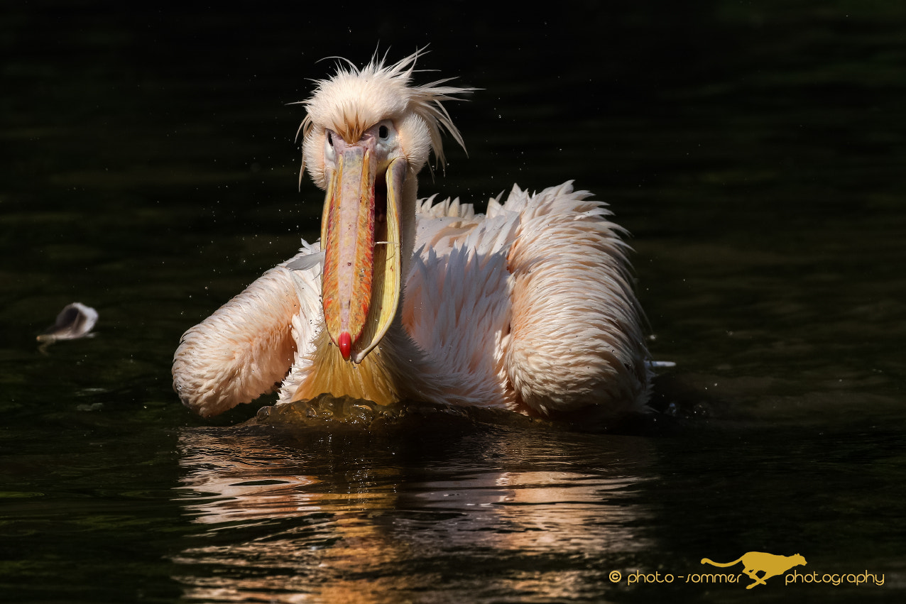 Canon EOS 70D + Canon EF 100-400mm F4.5-5.6L IS II USM sample photo. Great white pelican photography