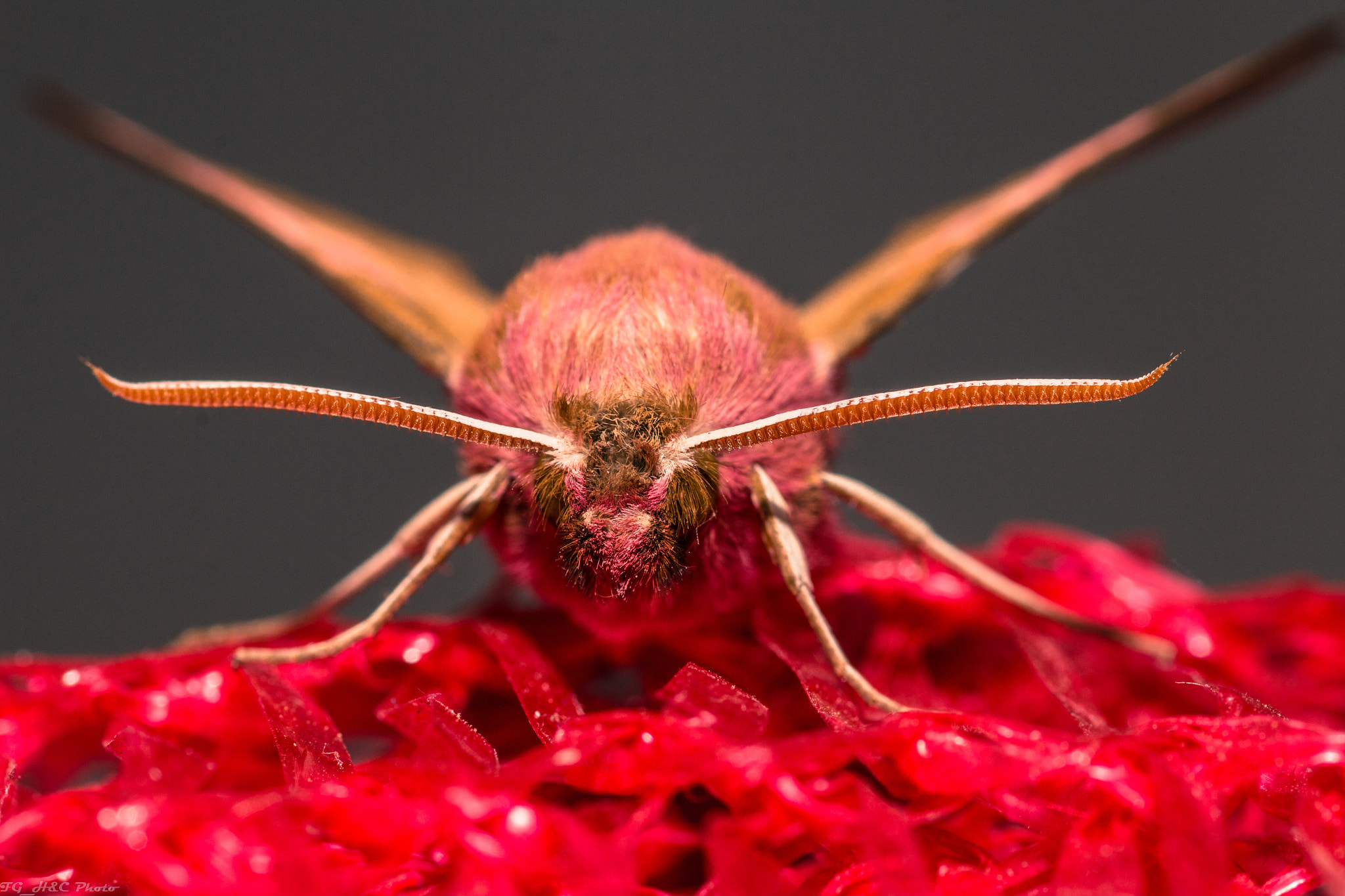 Canon EF 100mm F2.8 Macro USM sample photo. Face to face photography
