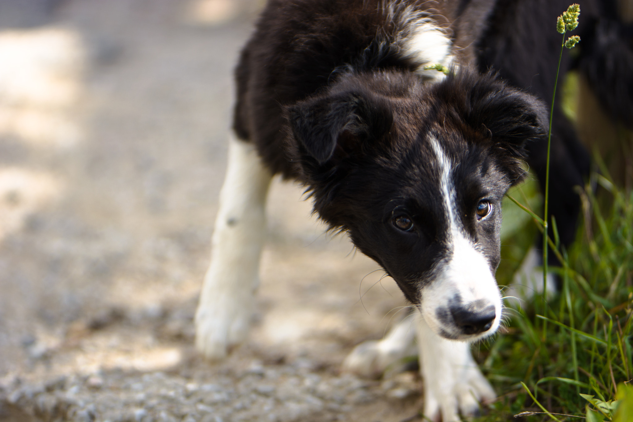 Nikon D5200 + Sigma 105mm F2.8 EX DG Macro sample photo. Dog photography