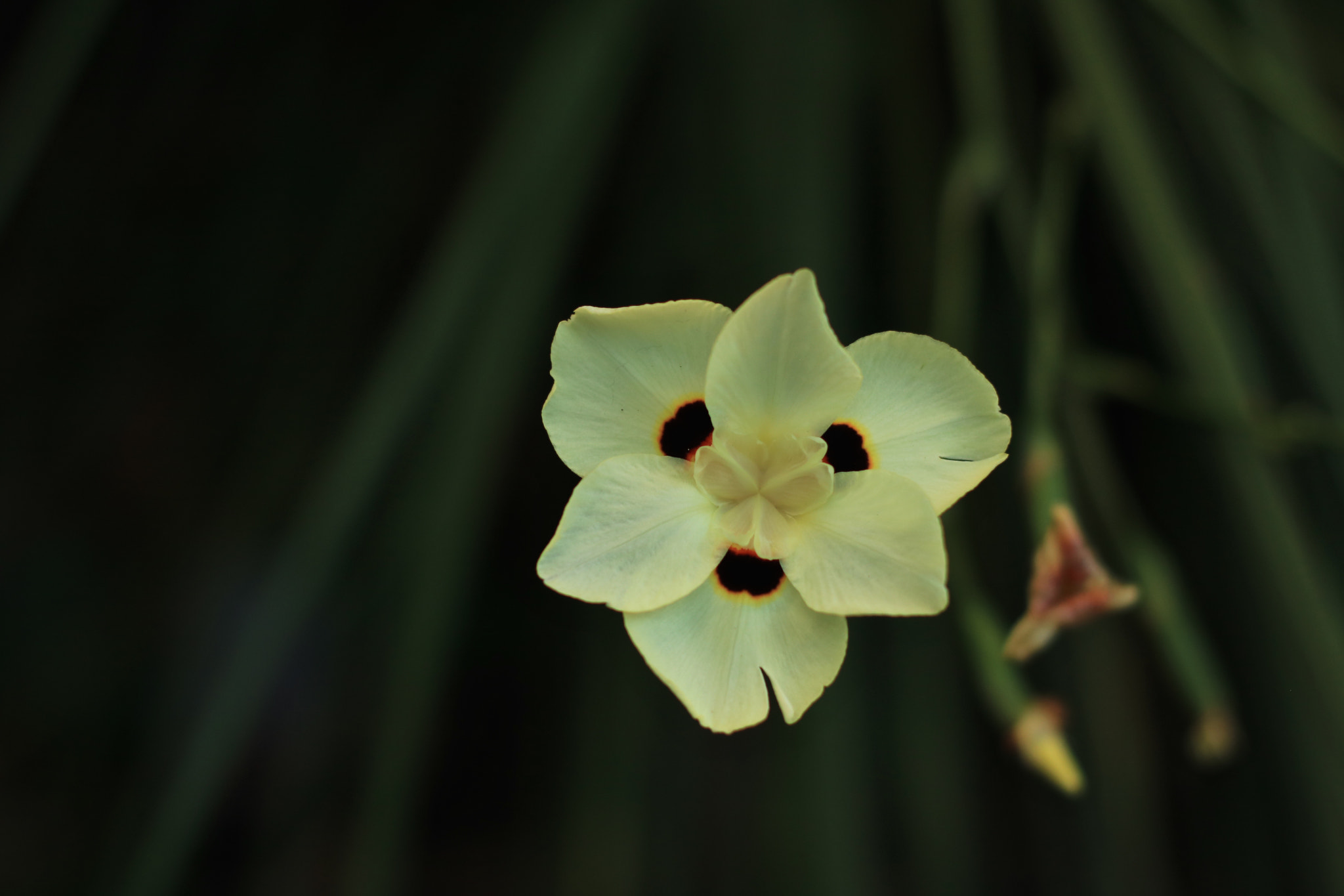 Canon EOS 750D (EOS Rebel T6i / EOS Kiss X8i) + Canon EF 50mm F1.4 USM sample photo. Flower in the neighborhood photography