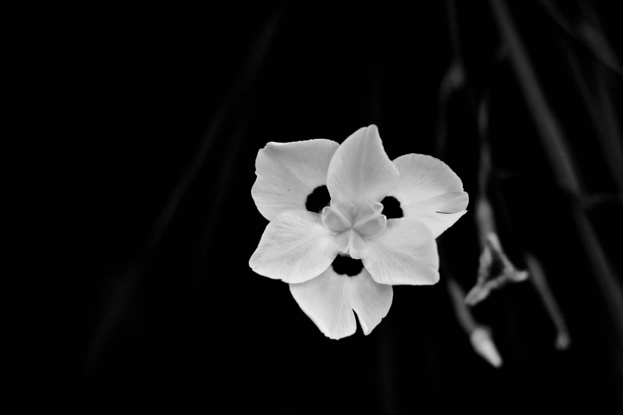 Canon EOS 750D (EOS Rebel T6i / EOS Kiss X8i) + Canon EF 50mm F1.4 USM sample photo. Flower in the neighborhood photography