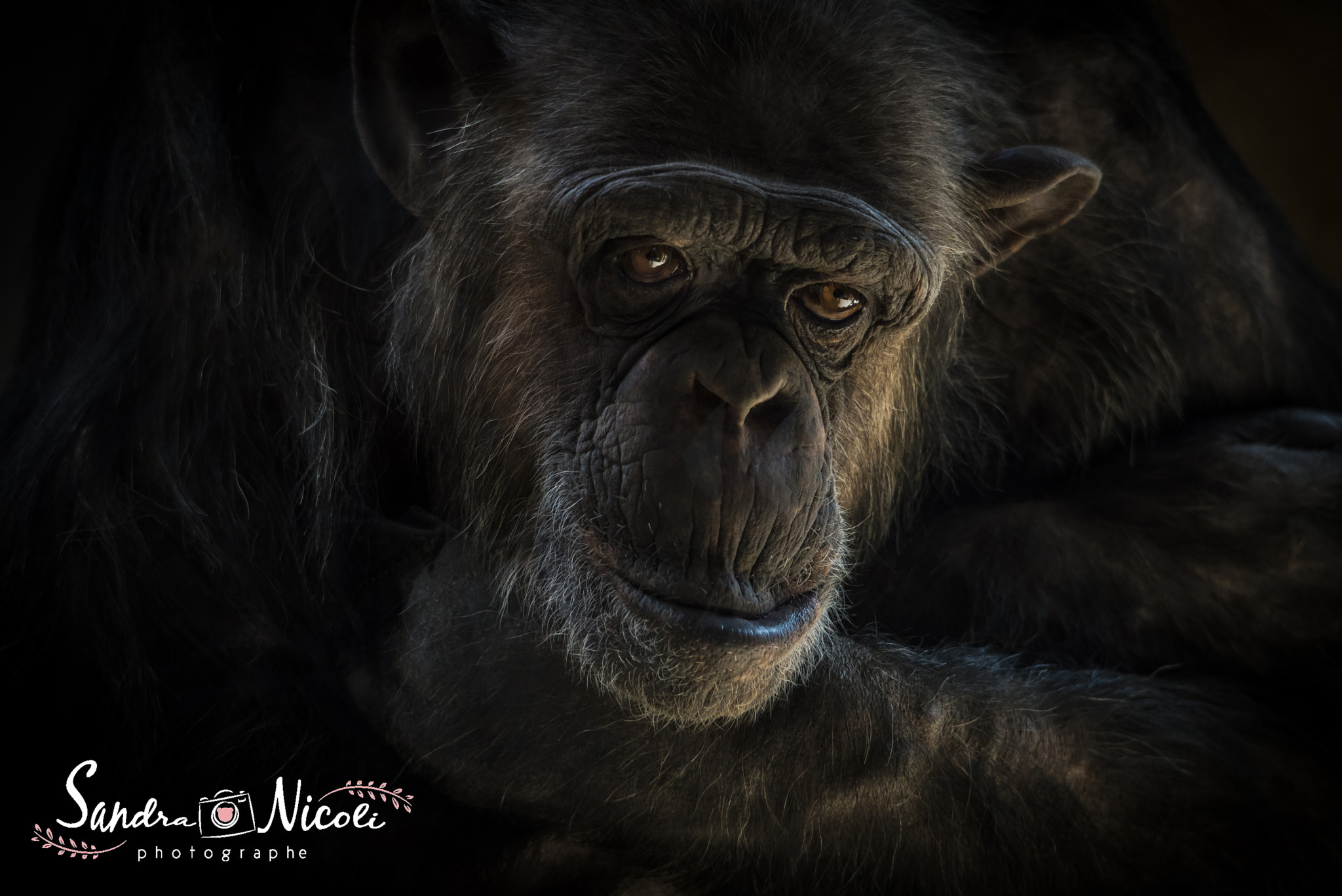 Sigma 120-400mm F4.5-5.6 DG OS HSM sample photo. Chimpanzee en captivité zoo de la palmyre photography