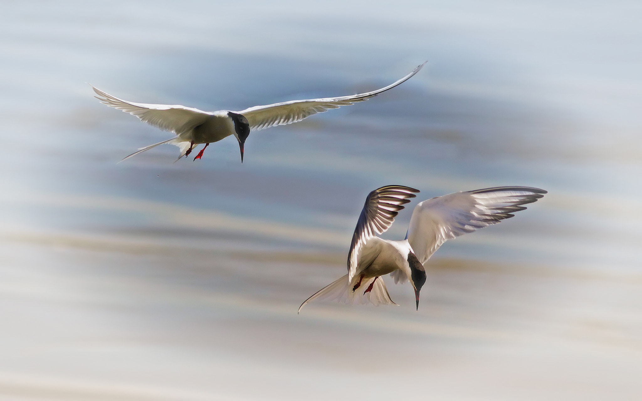 Canon EOS 700D (EOS Rebel T5i / EOS Kiss X7i) + Canon EF 400mm F5.6L USM sample photo. Common tern (sterna hirundo) photography