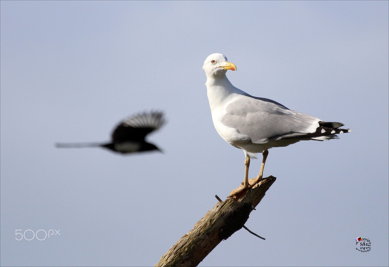 Canon EF 100-400mm F4.5-5.6L IS USM sample photo. Gaviota/urraca photography