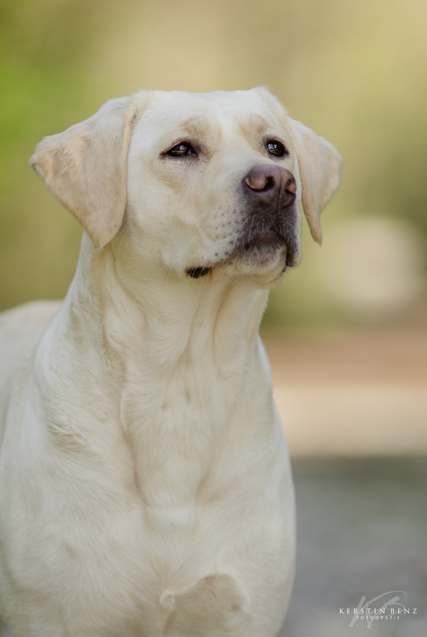 AF Nikkor 180mm f/2.8 IF-ED sample photo. What a dog photography