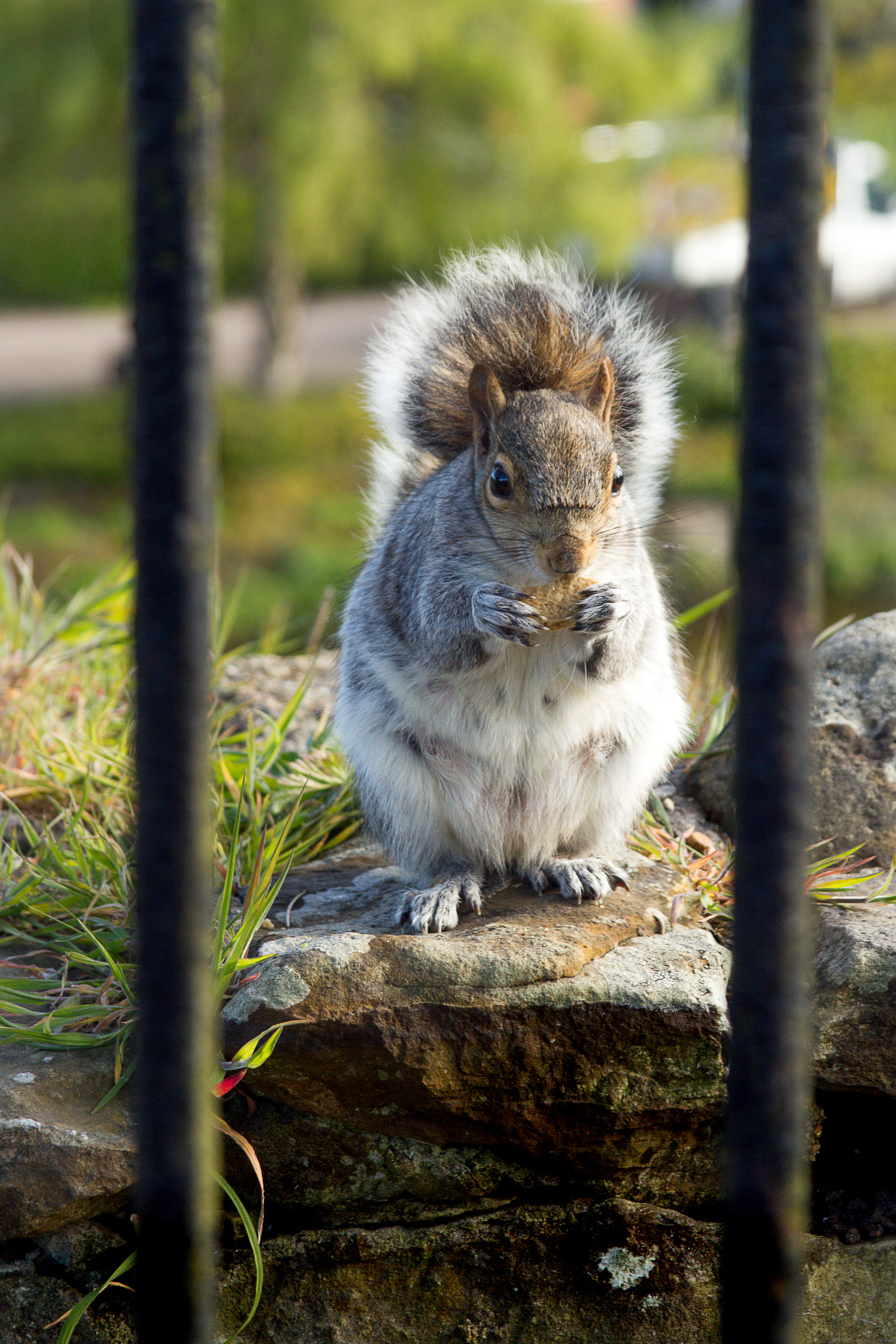 Sigma 17-70mm F2.8-4 DC Macro OS HSM sample photo. Watch me eat behind bars photography