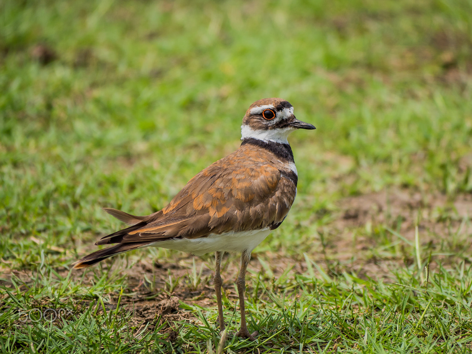 Panasonic Lumix DMC-GH4 sample photo. Looking for worms photography