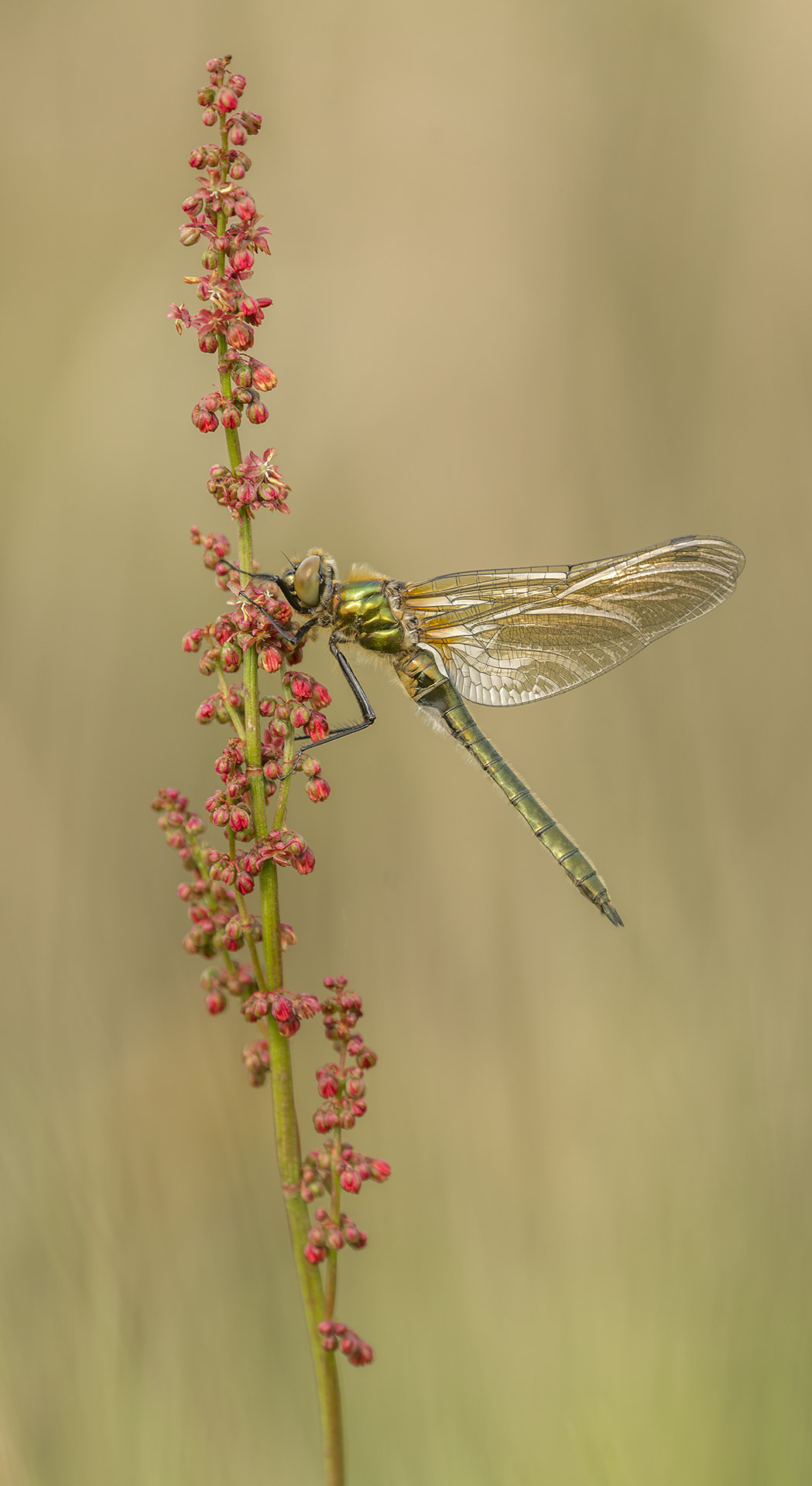 Nikon Nikkor AF-S 300mm F4E PF ED VR sample photo. Downy emerald on sorrel photography