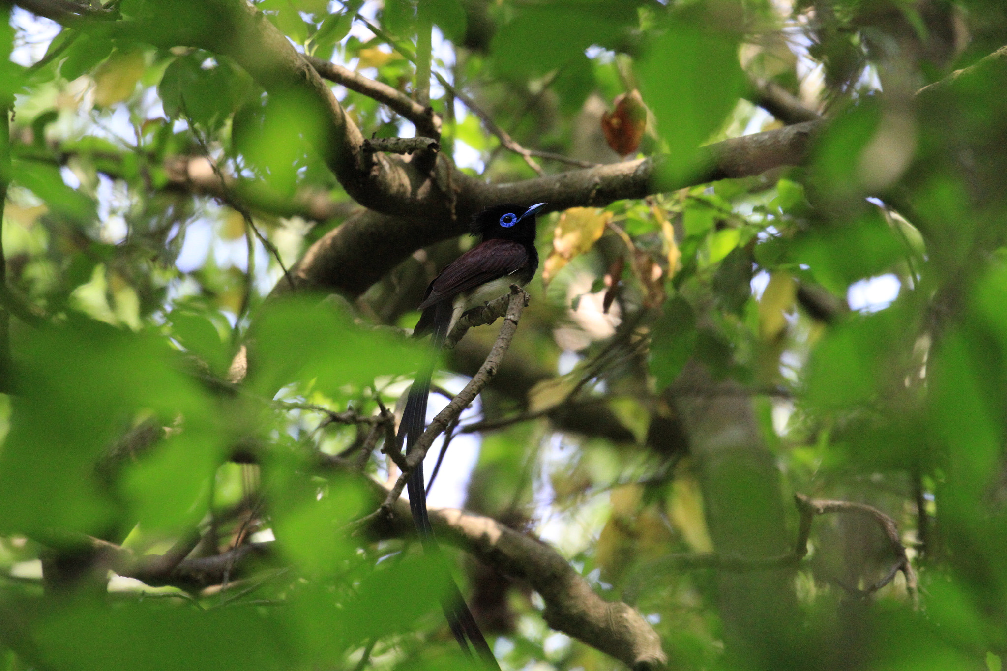 Canon EF 100-400mm F4.5-5.6L IS II USM sample photo. Japanese paradise  サンコウチョウ photography