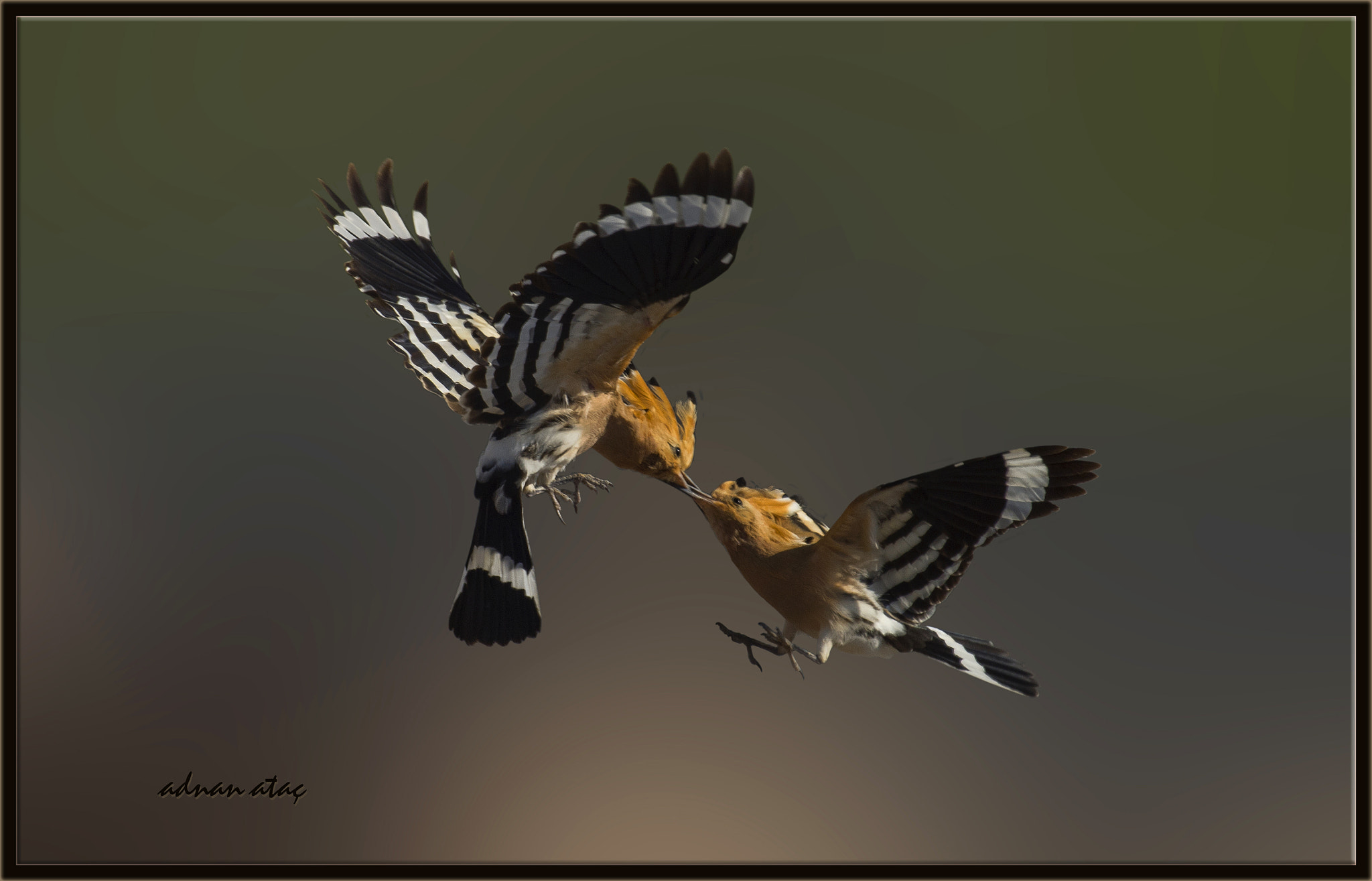 Sigma 300-800mm F5.6 EX DG HSM sample photo. İbibik - hoopoe - upupa epops photography