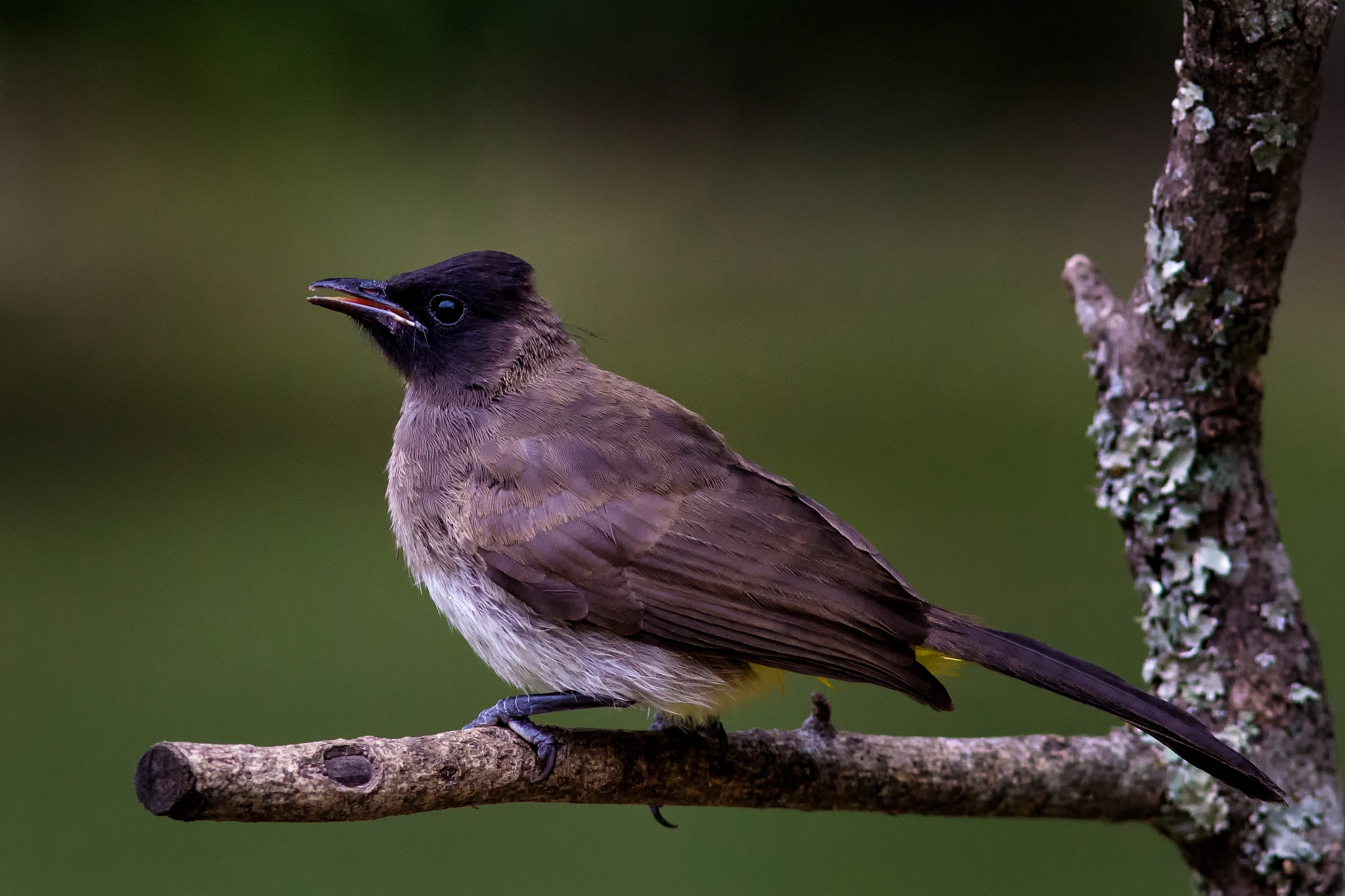 Canon EF 300mm F4L IS USM sample photo. This is the life! photography