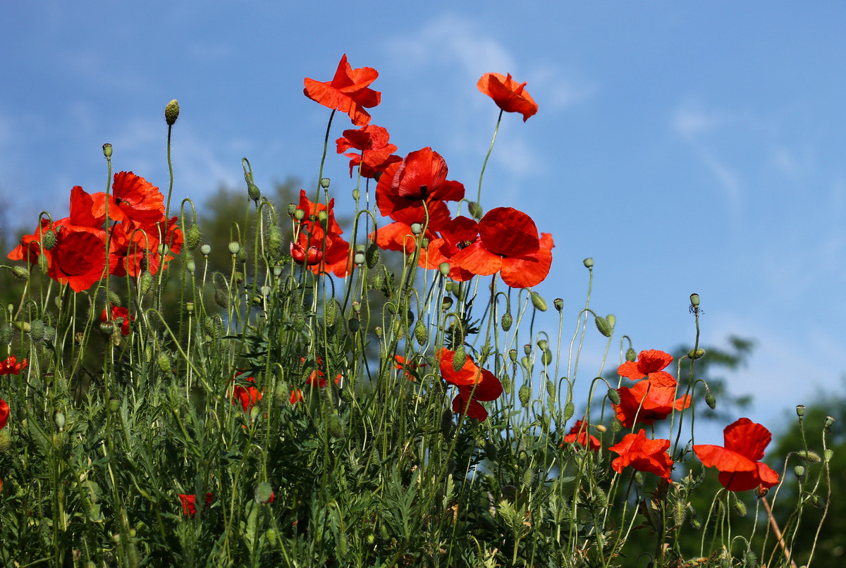 Sigma 50-200mm F4-5.6 DC OS HSM sample photo. Papaver rhoeas photography