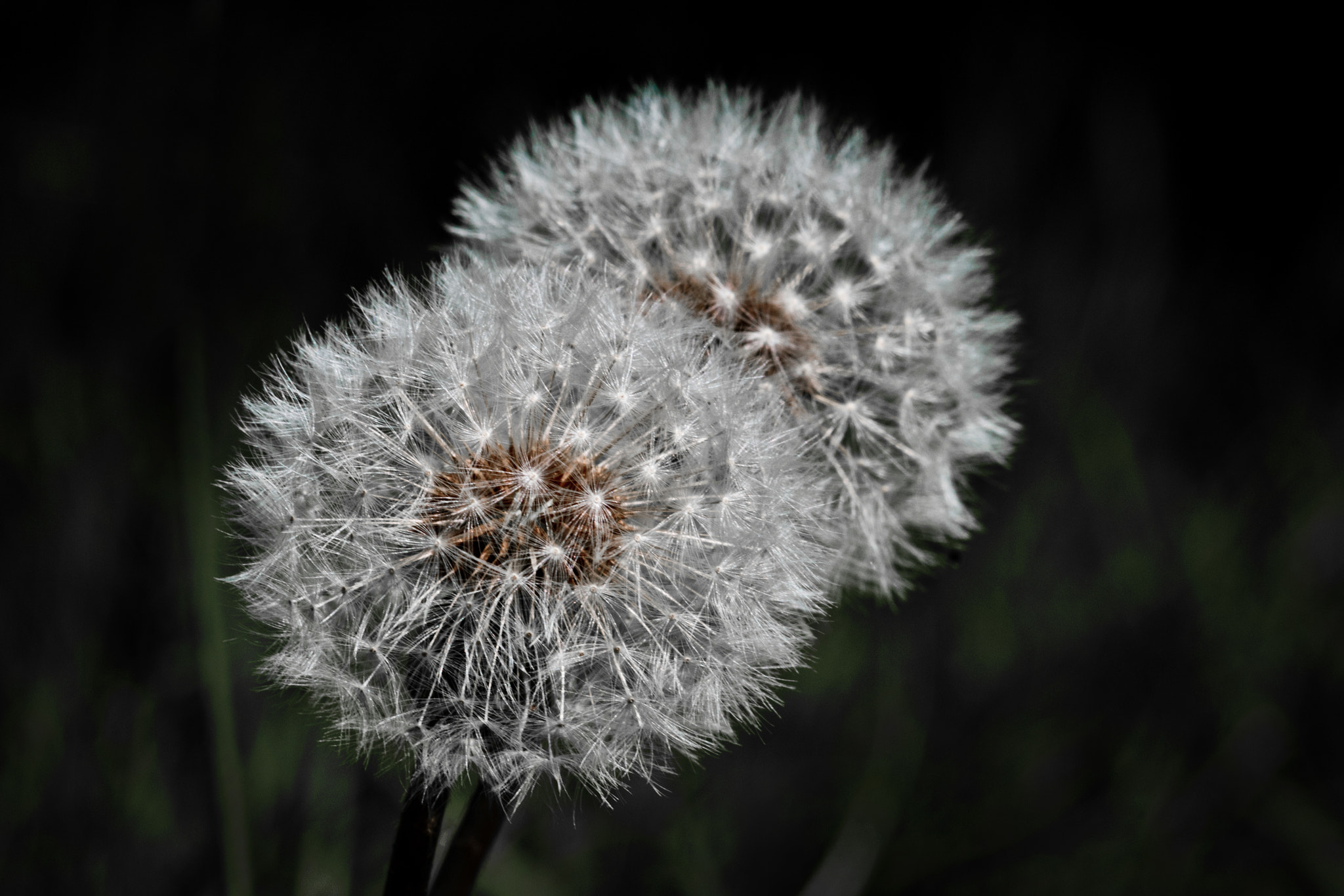 Nikon D300S + Sigma 105mm F2.8 EX DG Macro sample photo. Dandelion seeds photography