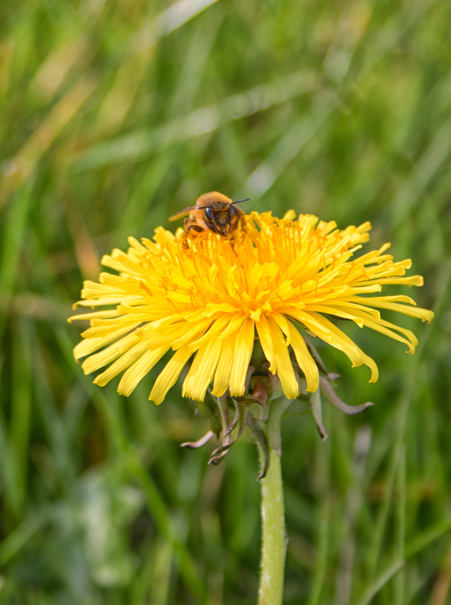 Canon EF-S 18-55mm F3.5-5.6 sample photo. The dandelion and the bee photography