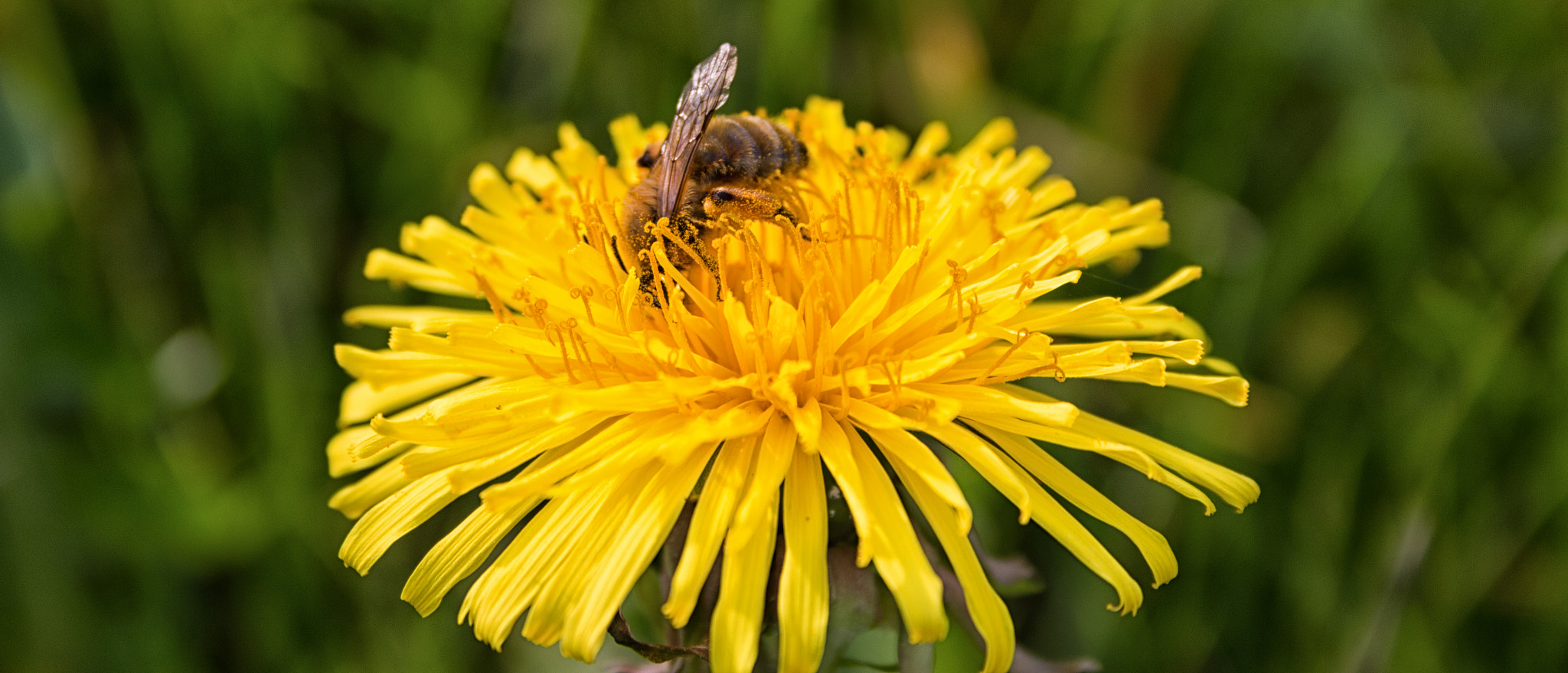 Canon EF-S 18-55mm F3.5-5.6 sample photo. The dandelion and the bee photography