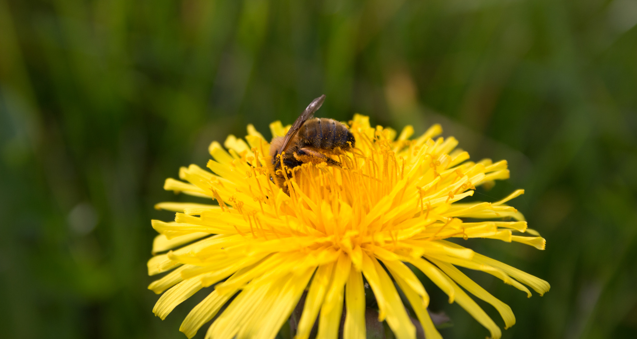Canon EF-S 18-55mm F3.5-5.6 sample photo. The dandelion and the bee photography