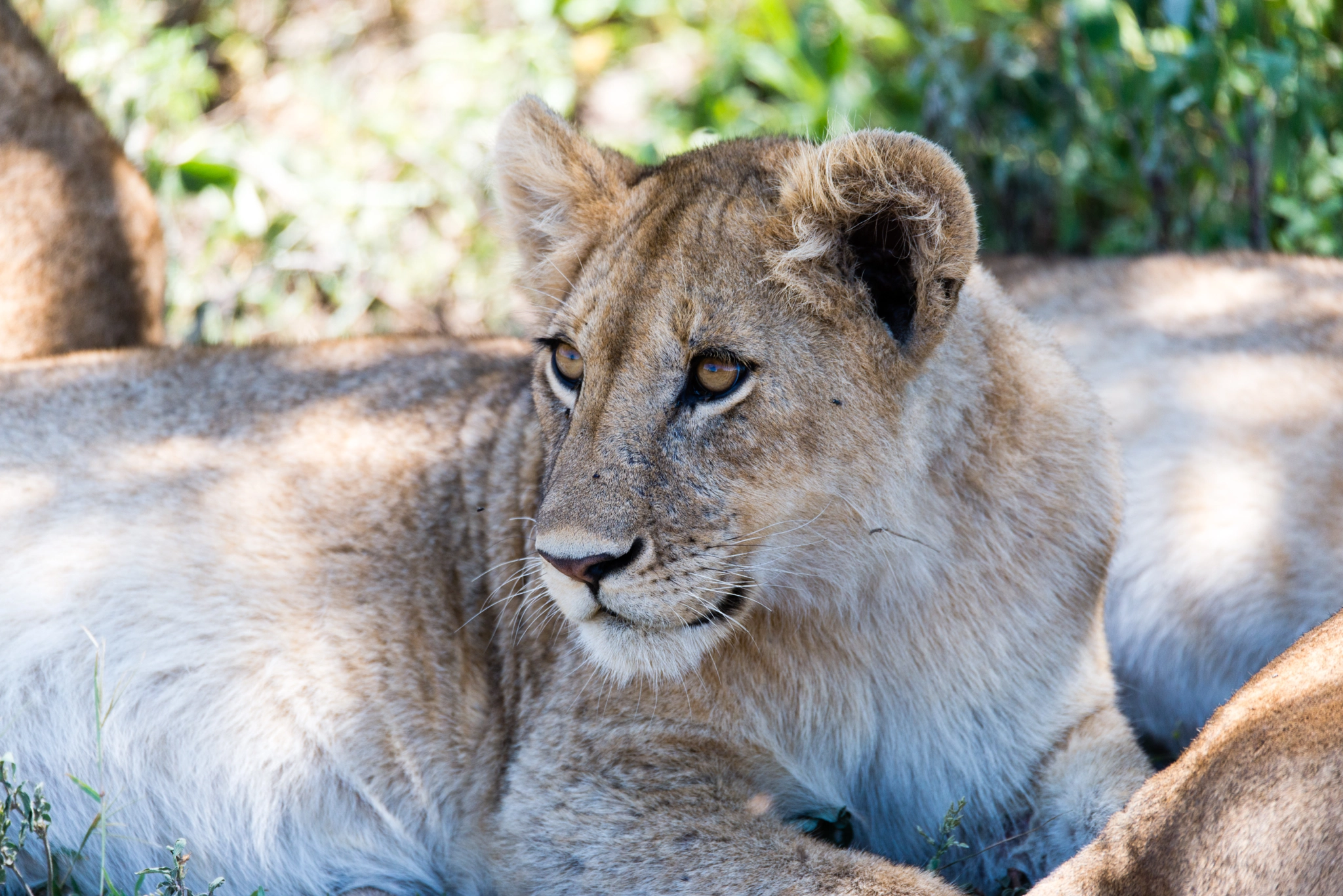 Sigma 150-600mm F5-6.3 DG OS HSM | S sample photo. Portrait de lionceau photography