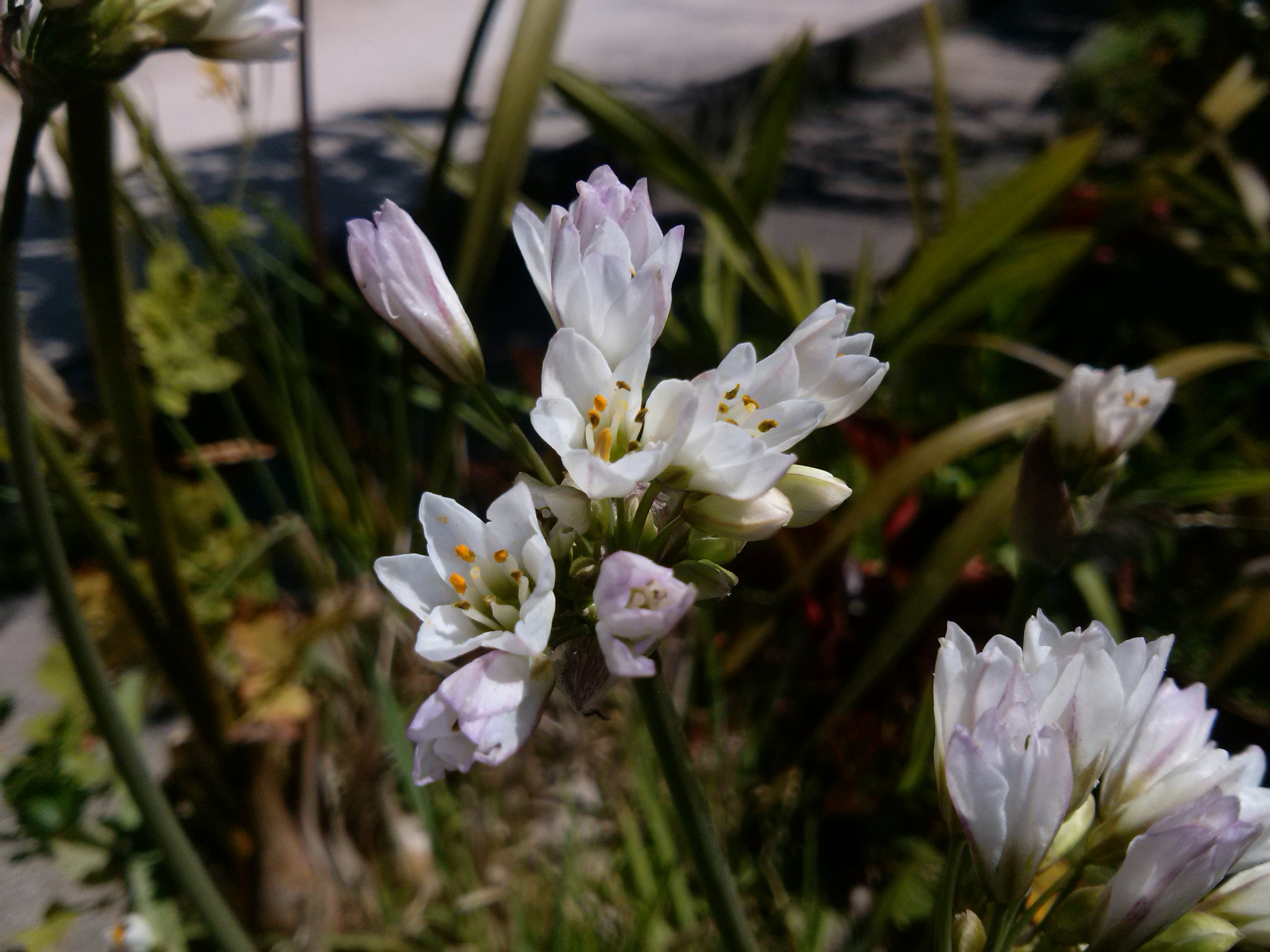 LG OPTIMUS L7 II sample photo. Little flowers photography