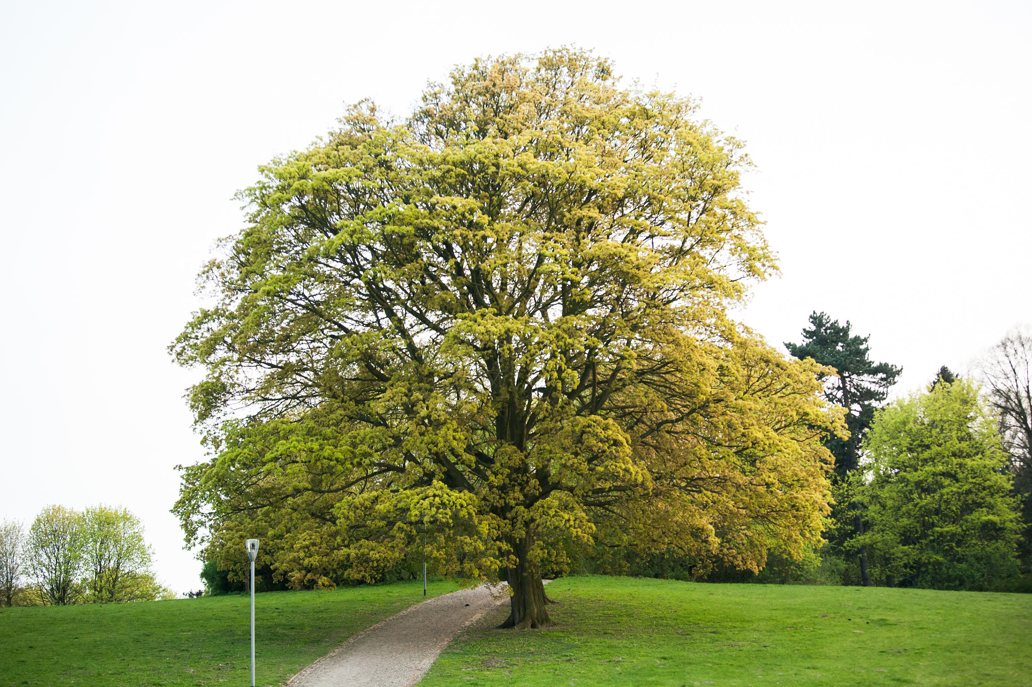 Canon EOS 5D + Canon EF 70-200mm F4L IS USM sample photo. Spring green tree photography