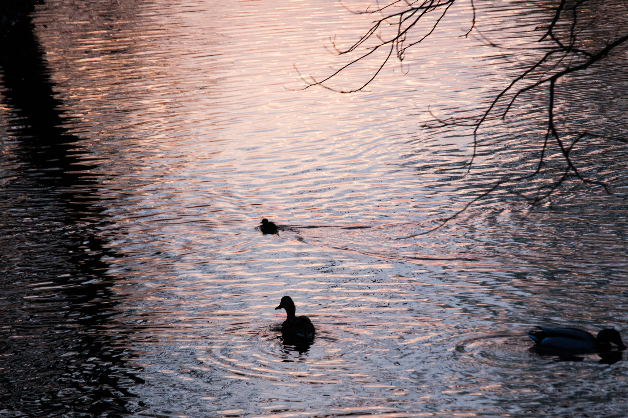 Canon EOS 5D + Canon EF 70-200mm F4L IS USM sample photo. Ducks during sunset photography