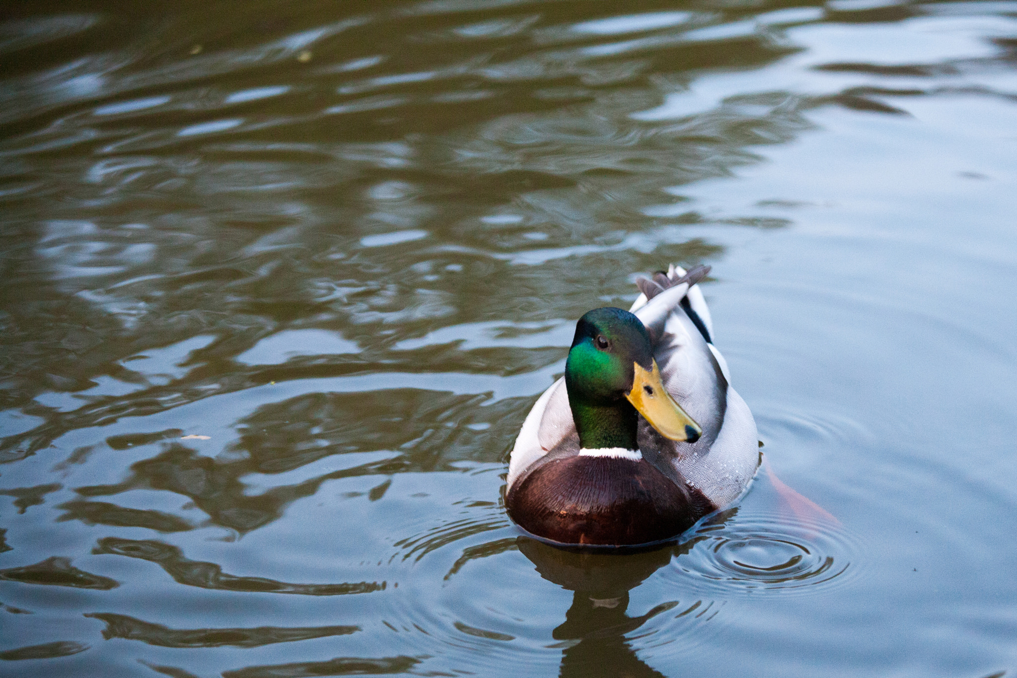 Canon EOS 5D + Canon EF 70-200mm F4L IS USM sample photo. Green duck photography