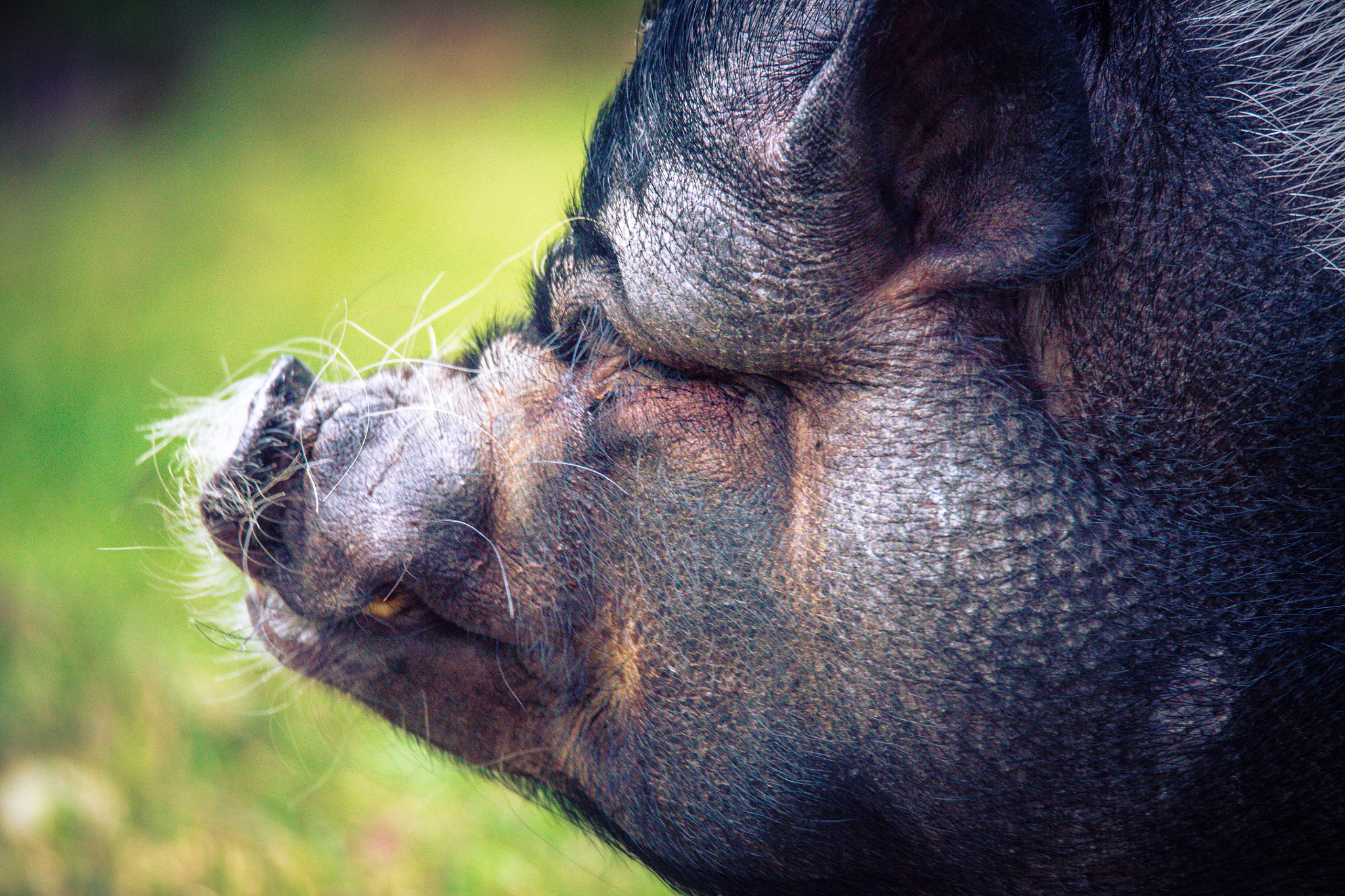 Sigma 150-600mm F5-6.3 DG OS HSM | C sample photo. Gustav photography