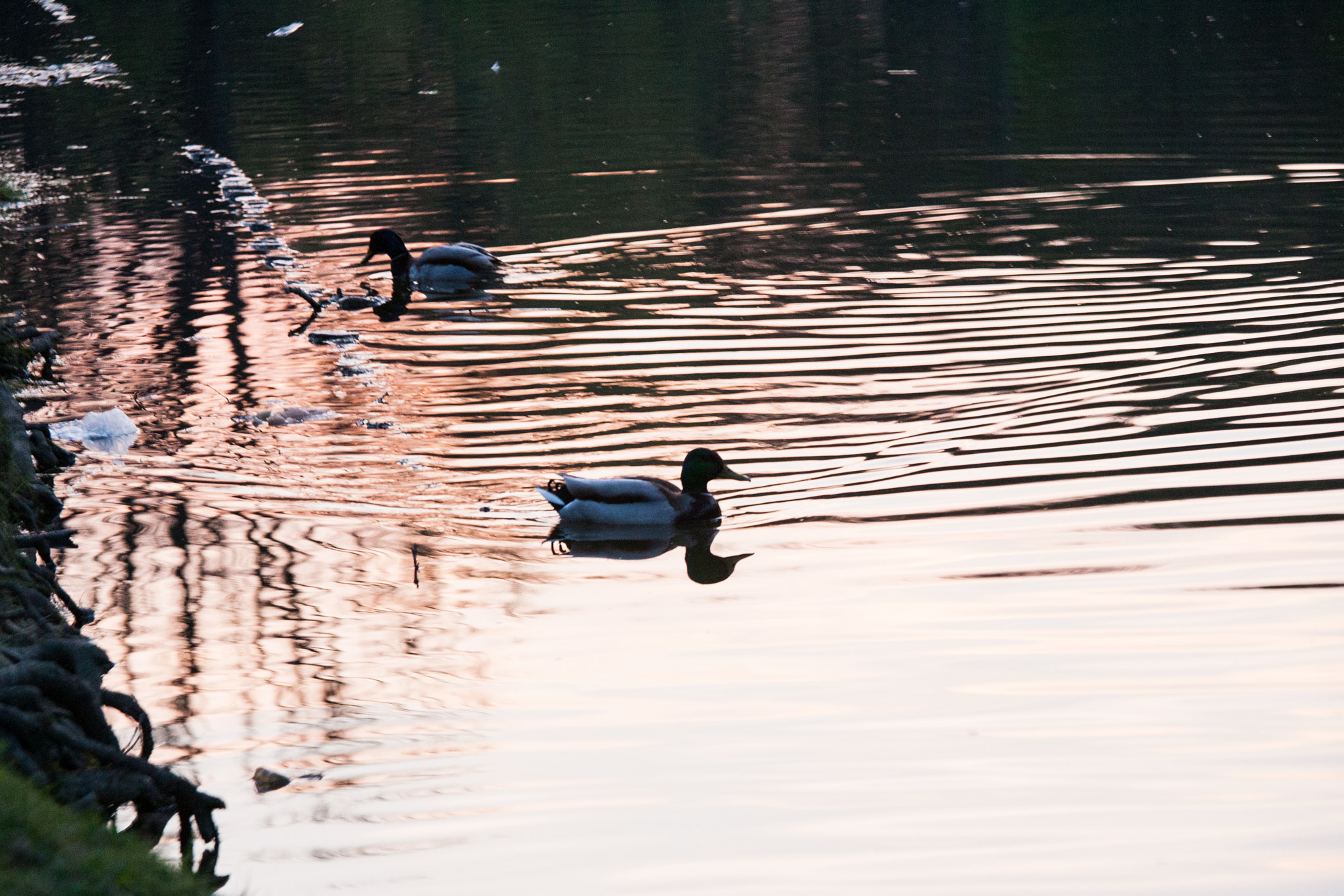 Canon EOS 5D + Canon EF 70-200mm F4L IS USM sample photo. The ducks photography