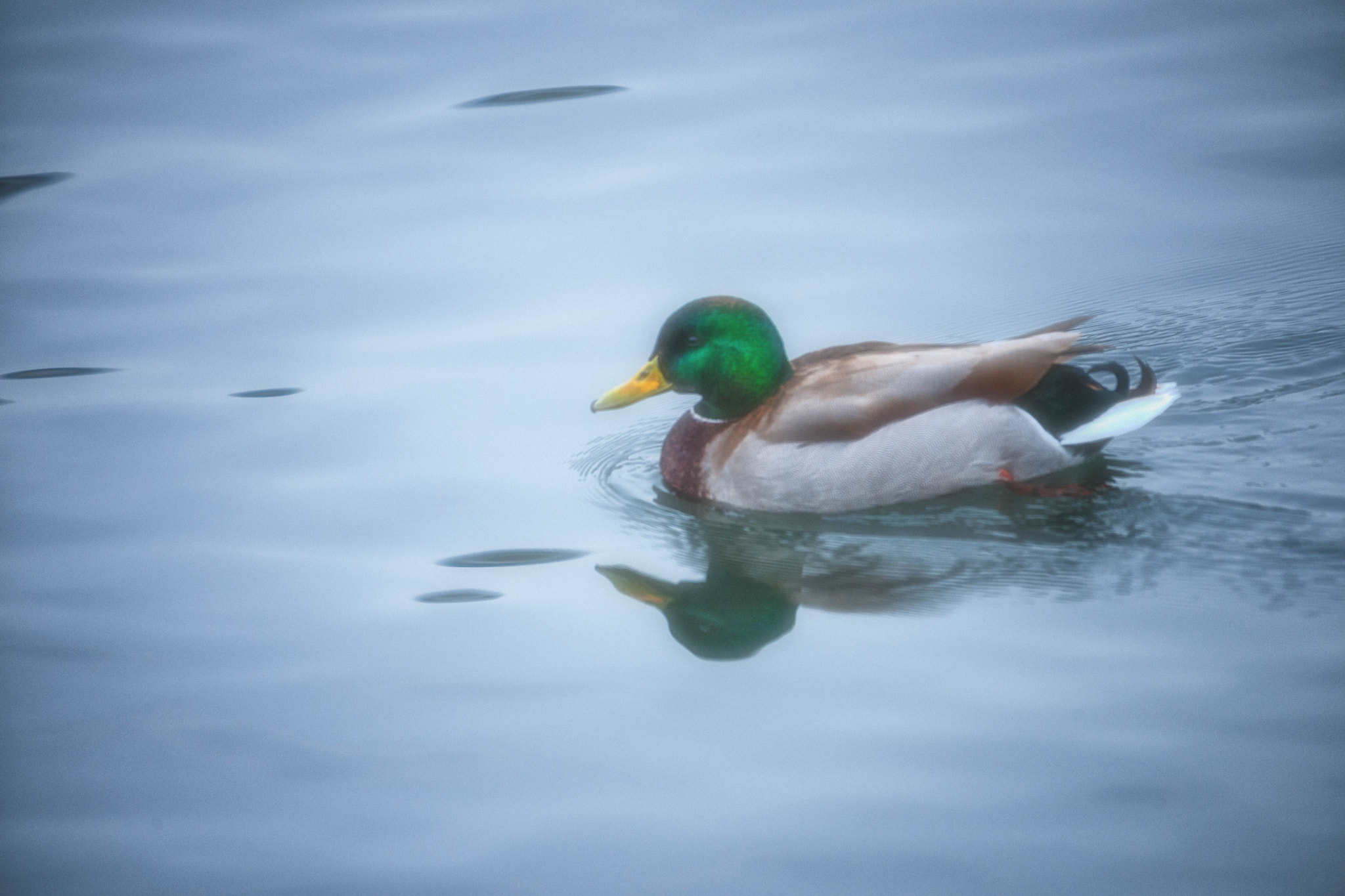 Nikon D3X sample photo. Hometown duck inside fog photography