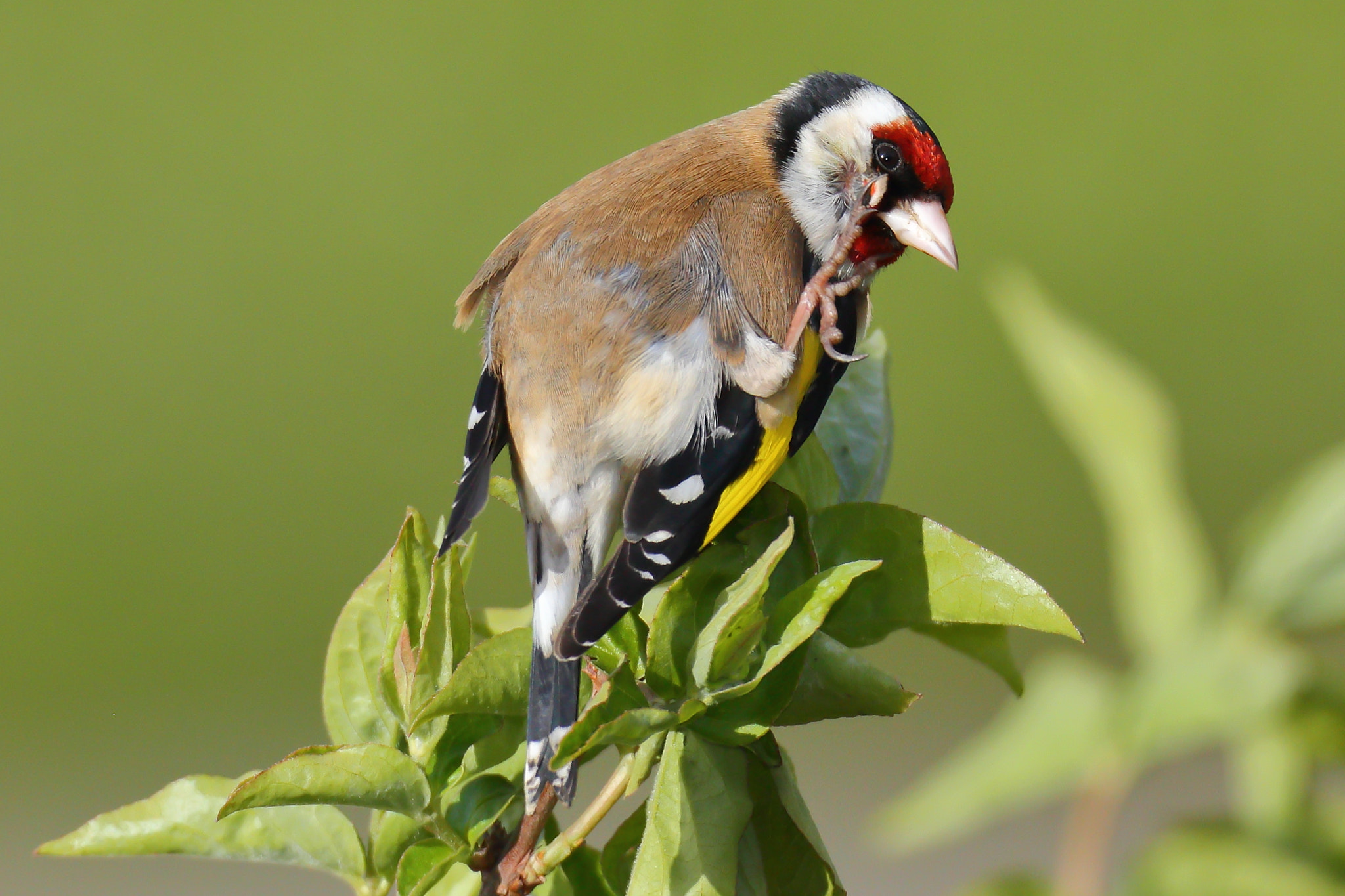 Canon EF 300mm F2.8L IS USM sample photo. Goldfinch photography