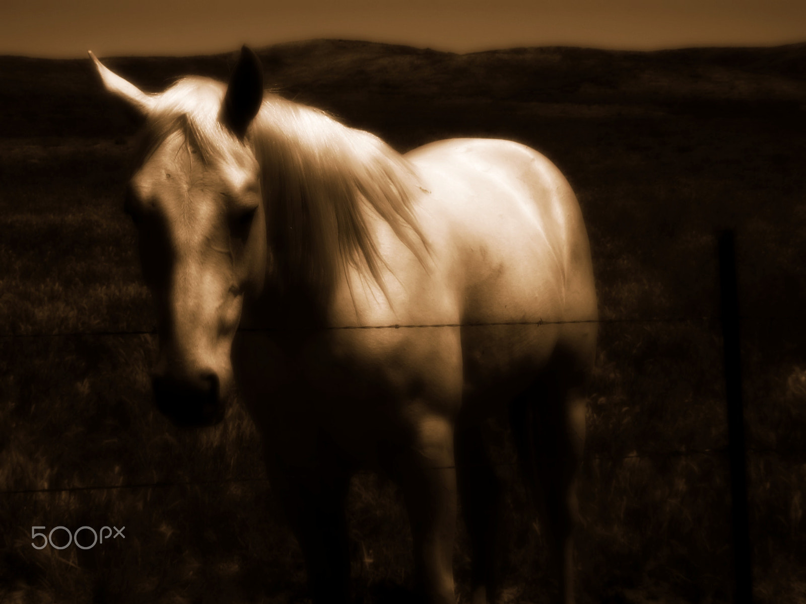 Olympus SZ-12 sample photo. I'll stand by you photography