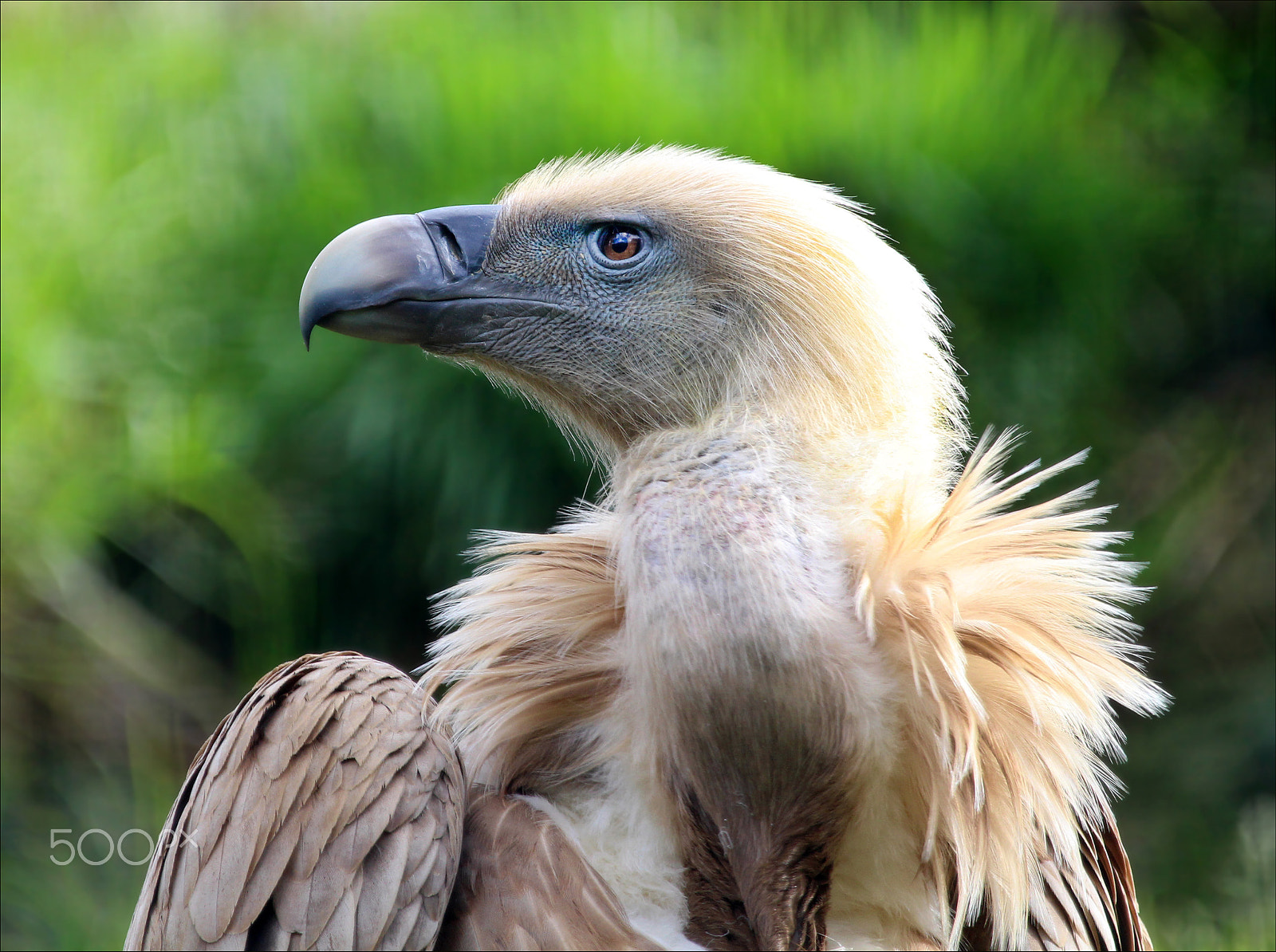 Canon EF 100-400mm F4.5-5.6L IS USM sample photo. Buitre leonado photography