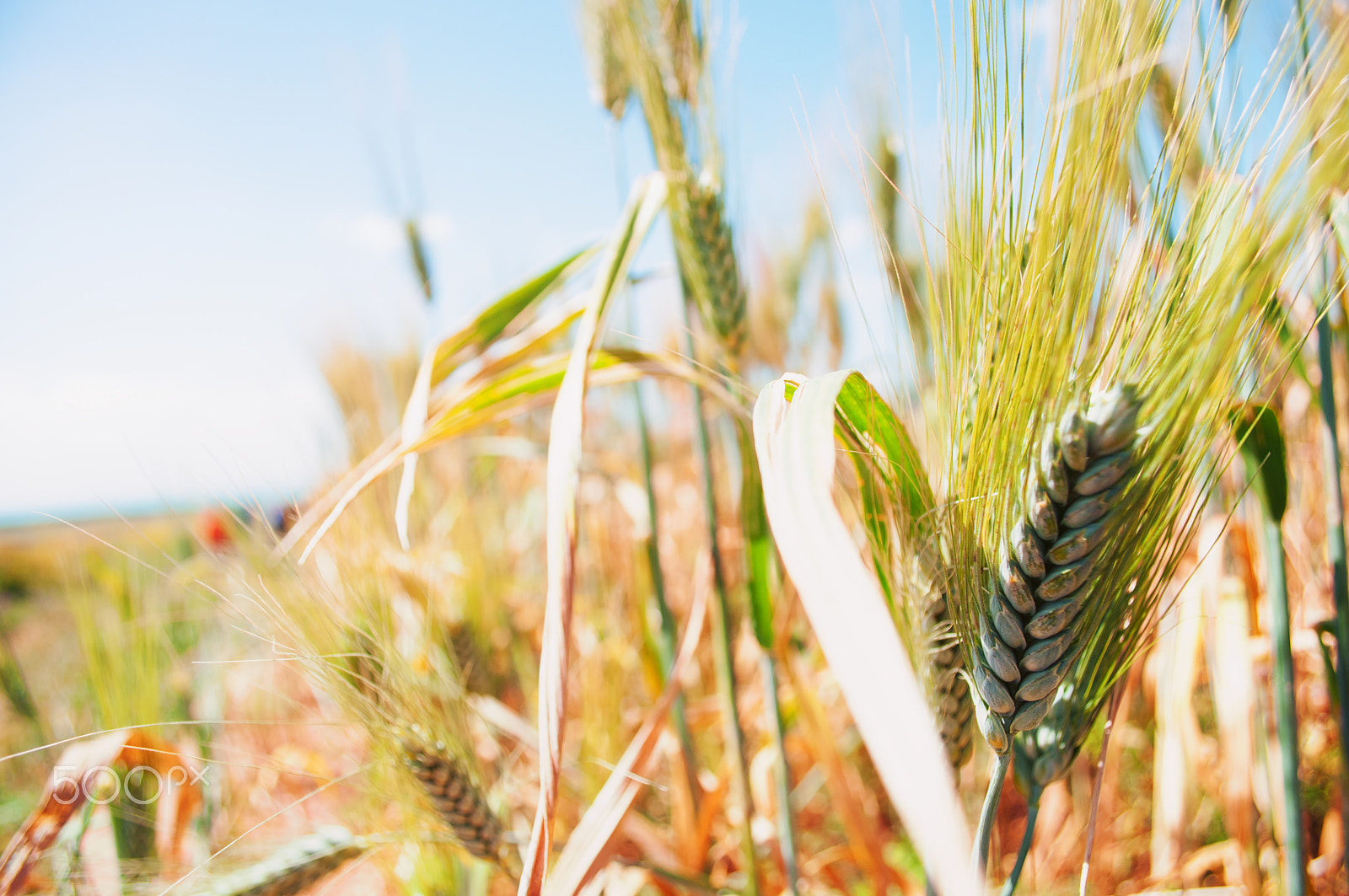 Nikon D300S sample photo. Wheat photography