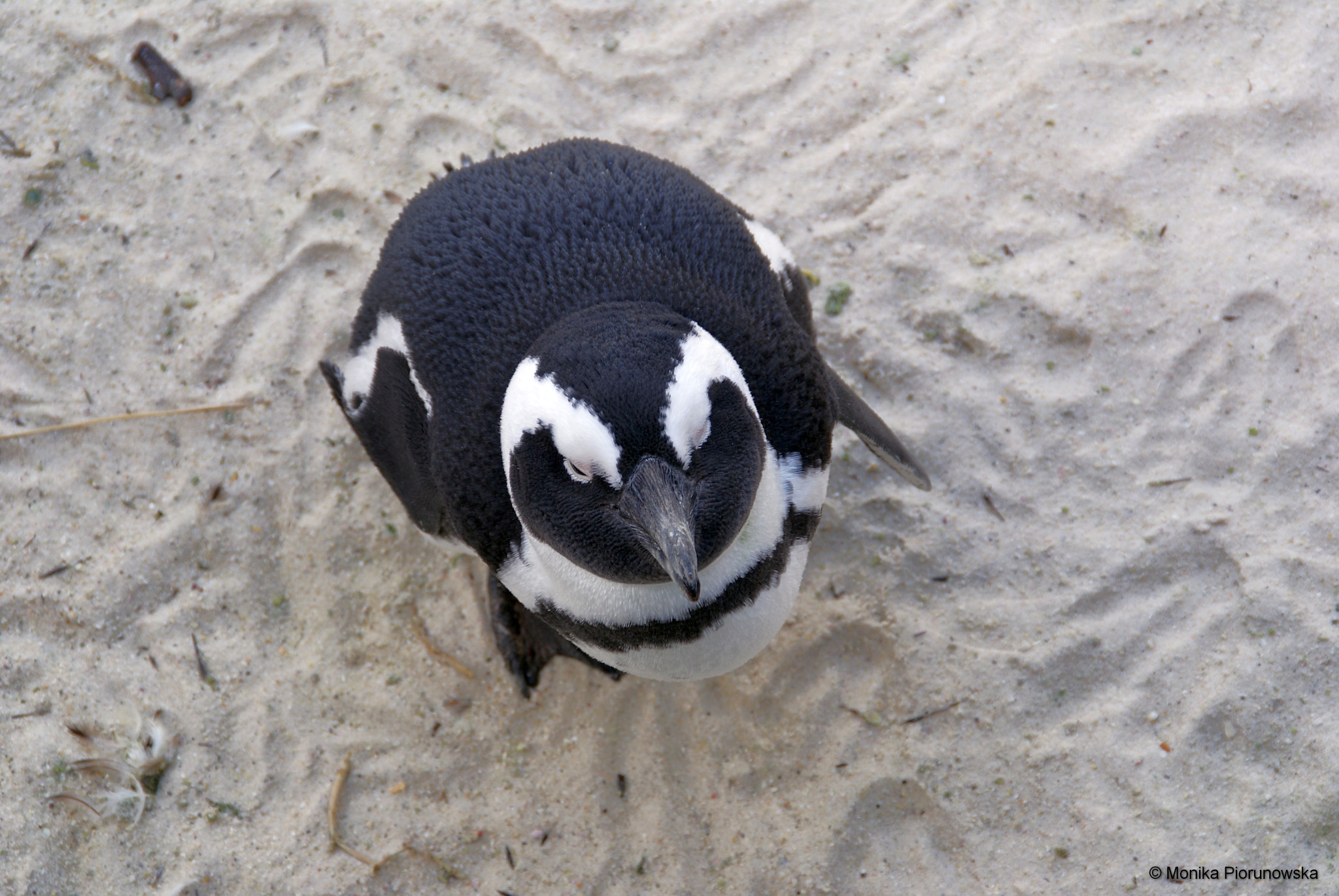 Sony Alpha DSLR-A300 sample photo. Magellanic penguin photography