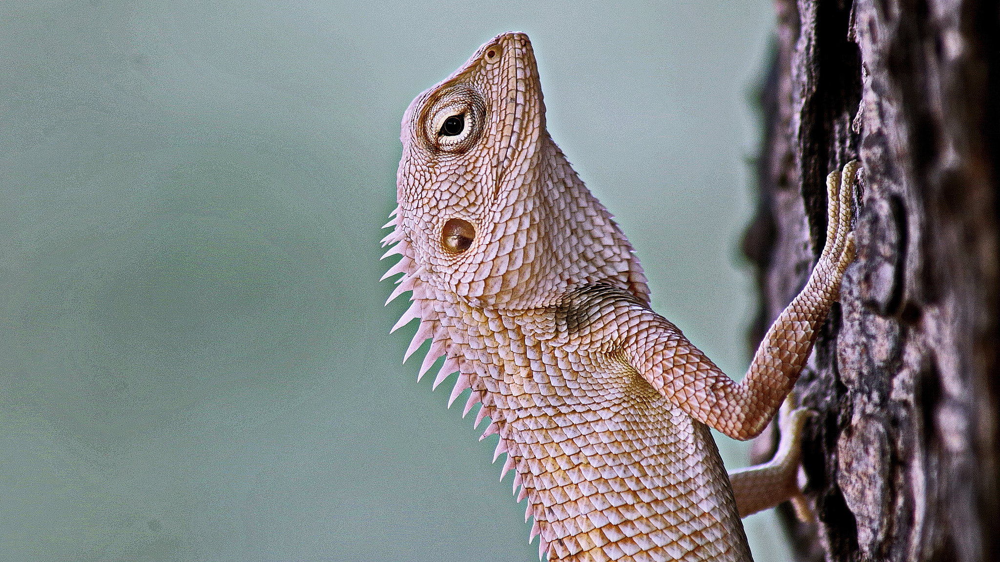 Pentax K-50 + Tamron AF 70-300mm F4-5.6 Di LD Macro sample photo. The oriental garden lizard photography