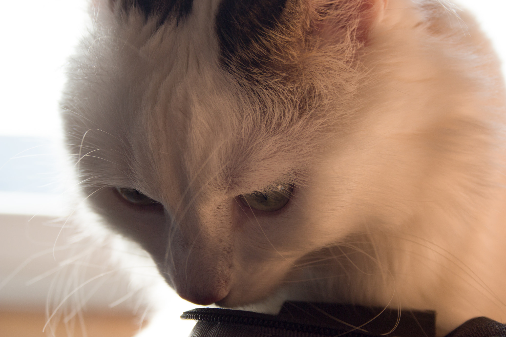 Canon EF-S 18-55mm F3.5-5.6 sample photo. Fluffy is curious photography