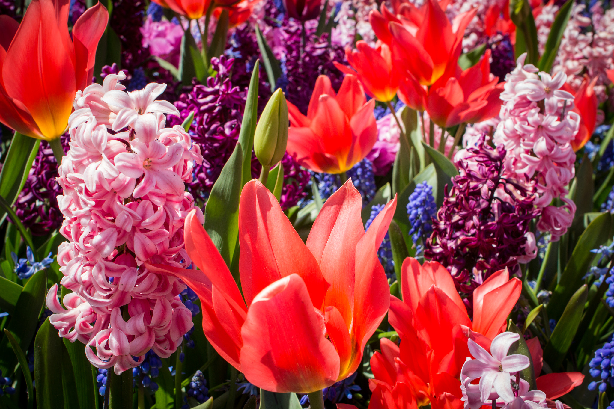 Canon EF 28mm F2.8 IS USM sample photo. Spring is in the air photography