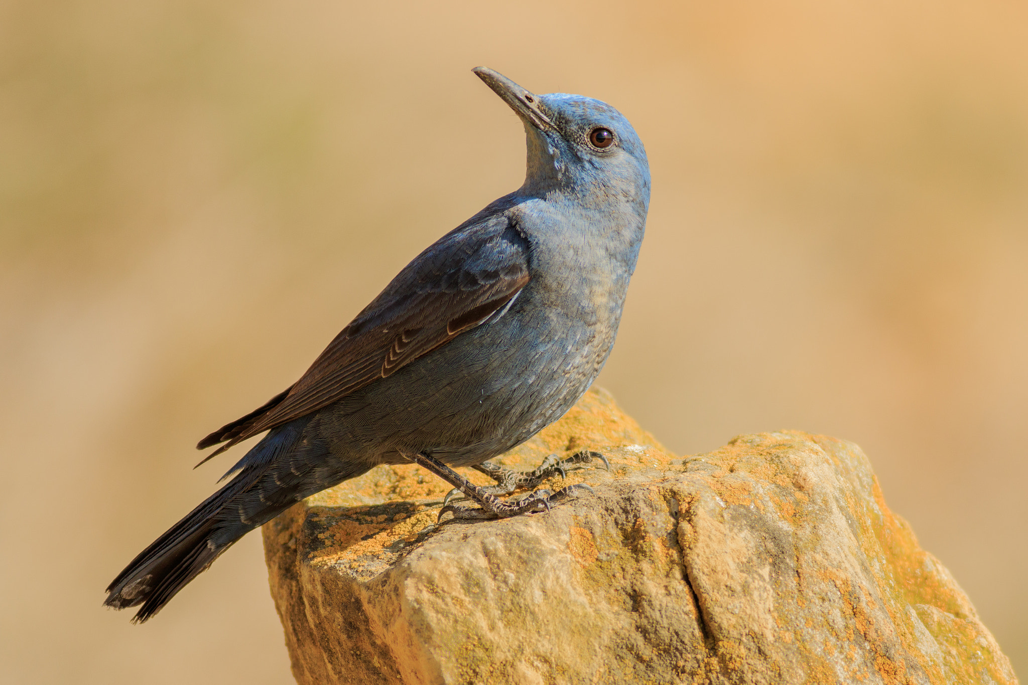 Canon EF 400mm F5.6L USM sample photo. Roquero solitario photography