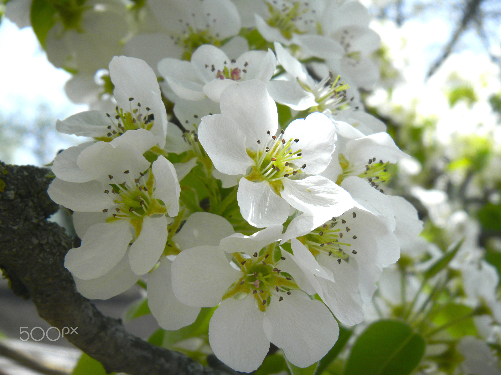 Nikon Coolpix S1100pj sample photo. Spring flowers photography