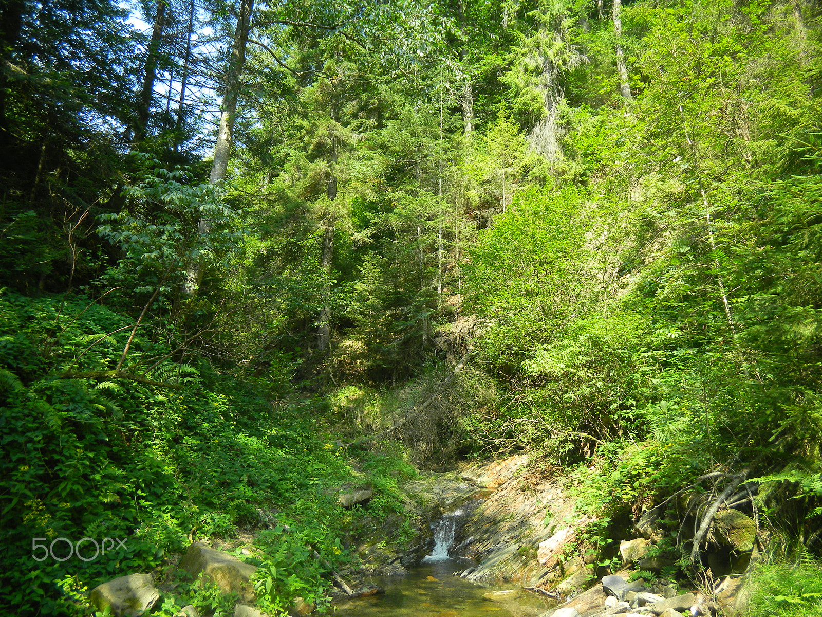 Nikon Coolpix S1100pj sample photo. The stream and the forest in carpathians photography