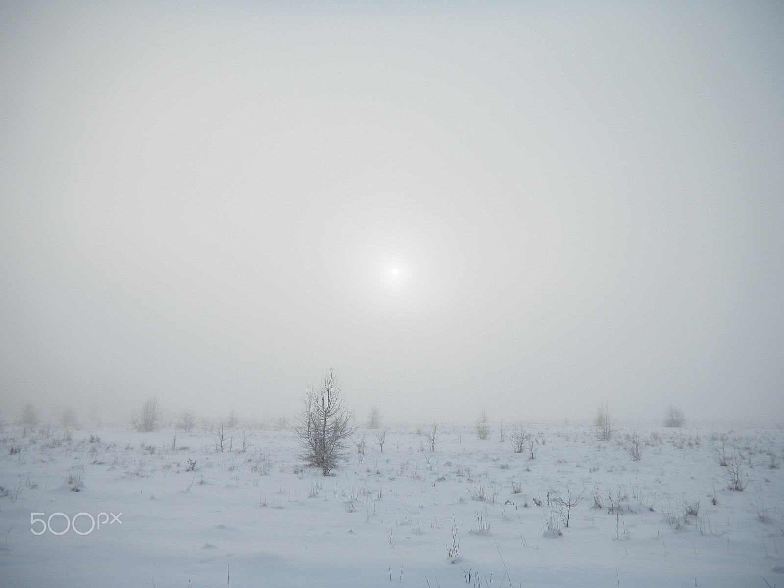 Nikon Coolpix S1100pj sample photo. Winter fog photography