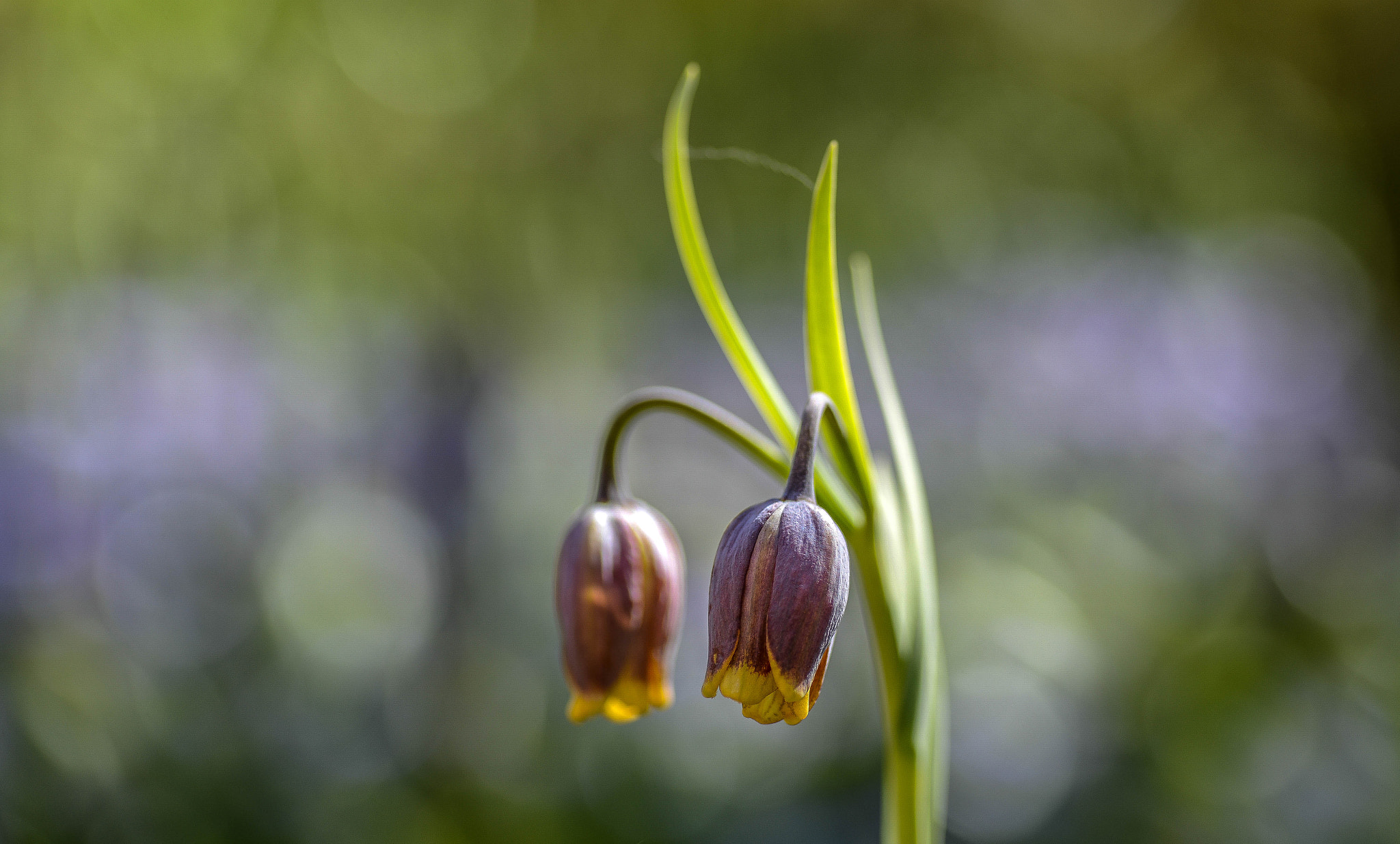 Nikon D600 sample photo. Under the light photography