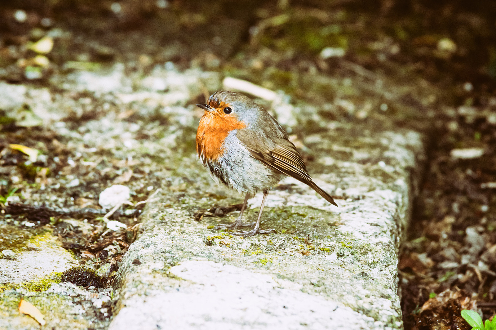 Pentax K-3 II sample photo. Robin redbreast photography