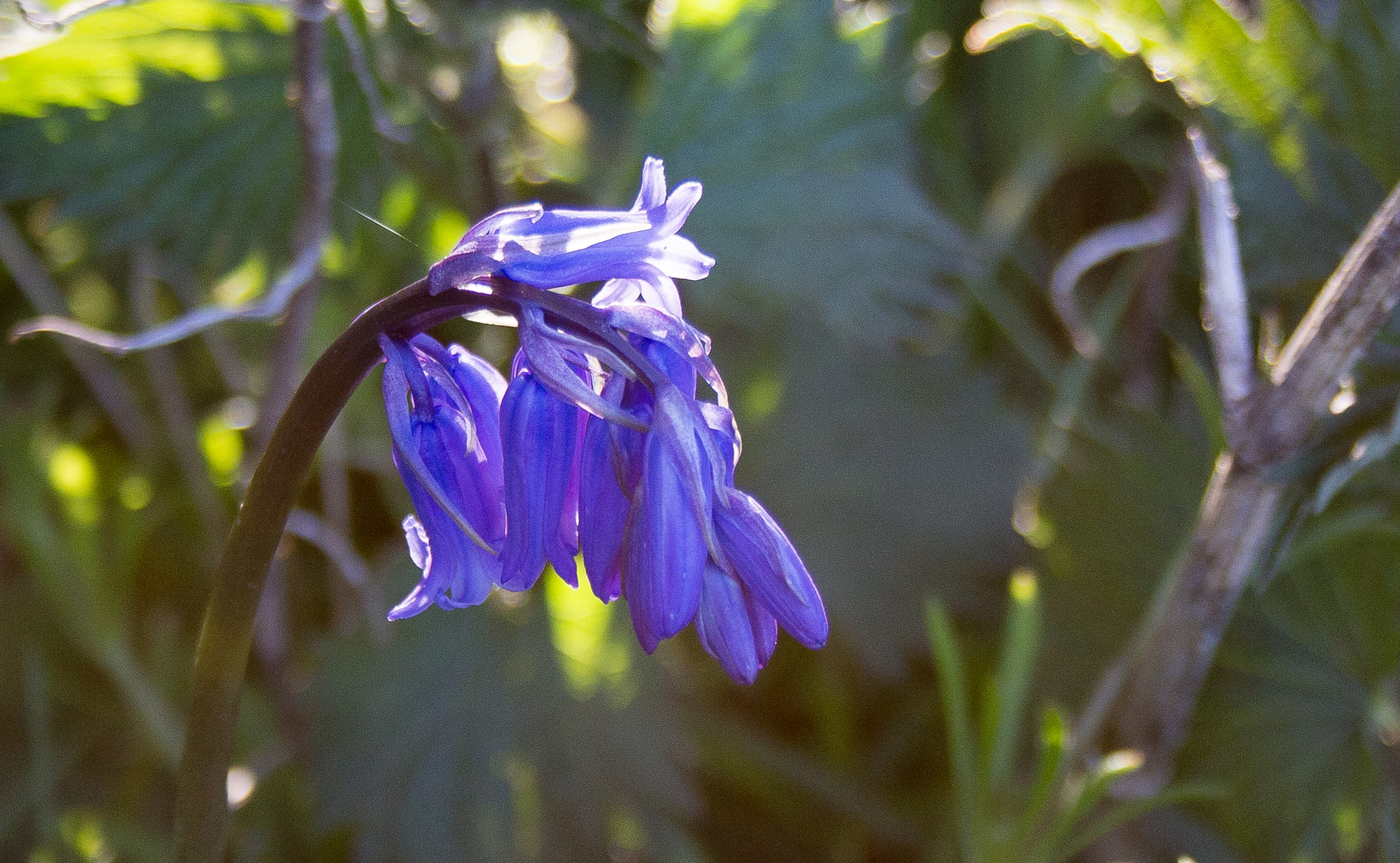 Canon EOS 700D (EOS Rebel T5i / EOS Kiss X7i) + Canon EF-S 18-55mm F3.5-5.6 sample photo. Bluebell this morning (of ) photography