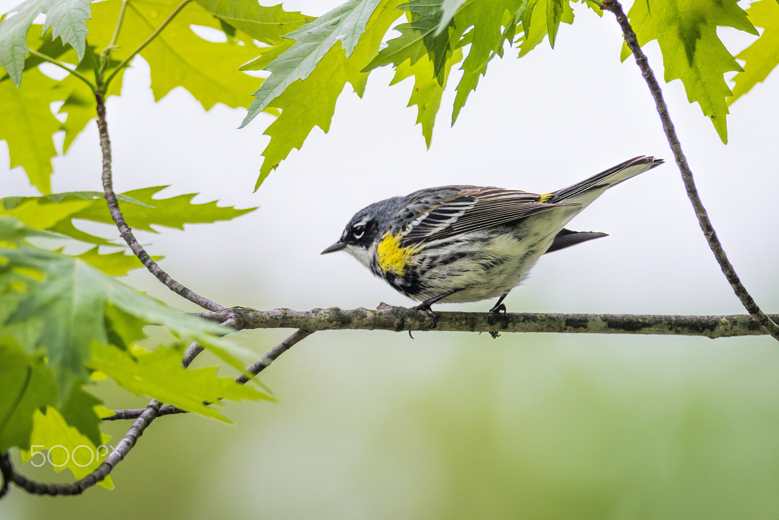 Nikon D800E + Nikon AF-S Nikkor 300mm F4D ED-IF sample photo. Yellow-rumped warbler photography